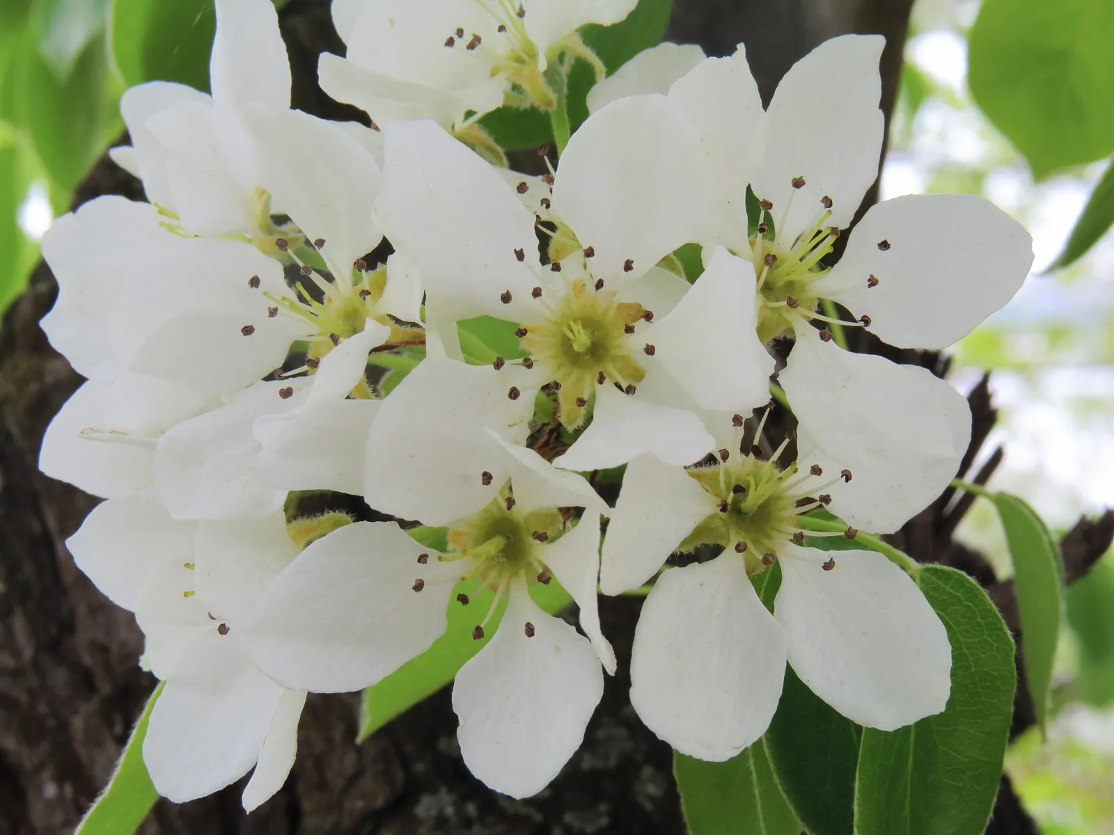 Edible Pear (Pyrus Communis) — is a deciduous tree that provides both aesthetic appeal and fruit harvest for garden owners; white flowers in the, image 55