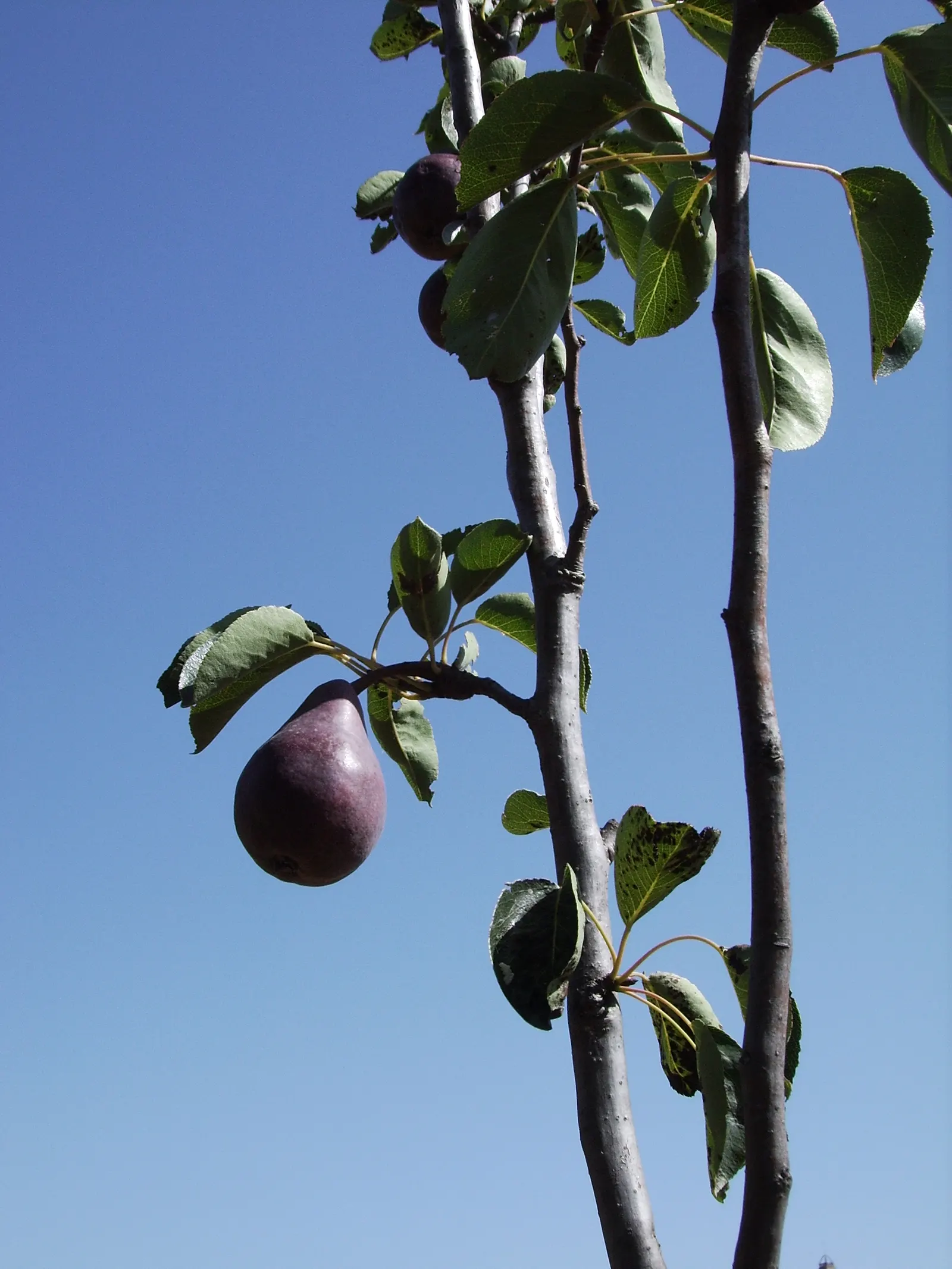 Edible Pear (Pyrus Communis) — cross-pollination is often necessary; thus; will help ensure a robust tree that can live upwards of 50 years, image 89