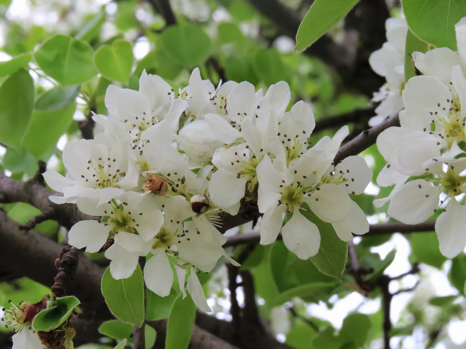 Edible Pear (Pyrus Communis) — commonly known as the Edible Pear; full sun nurtures optimal fruit production, with harvest times varying by cultivar, image 73