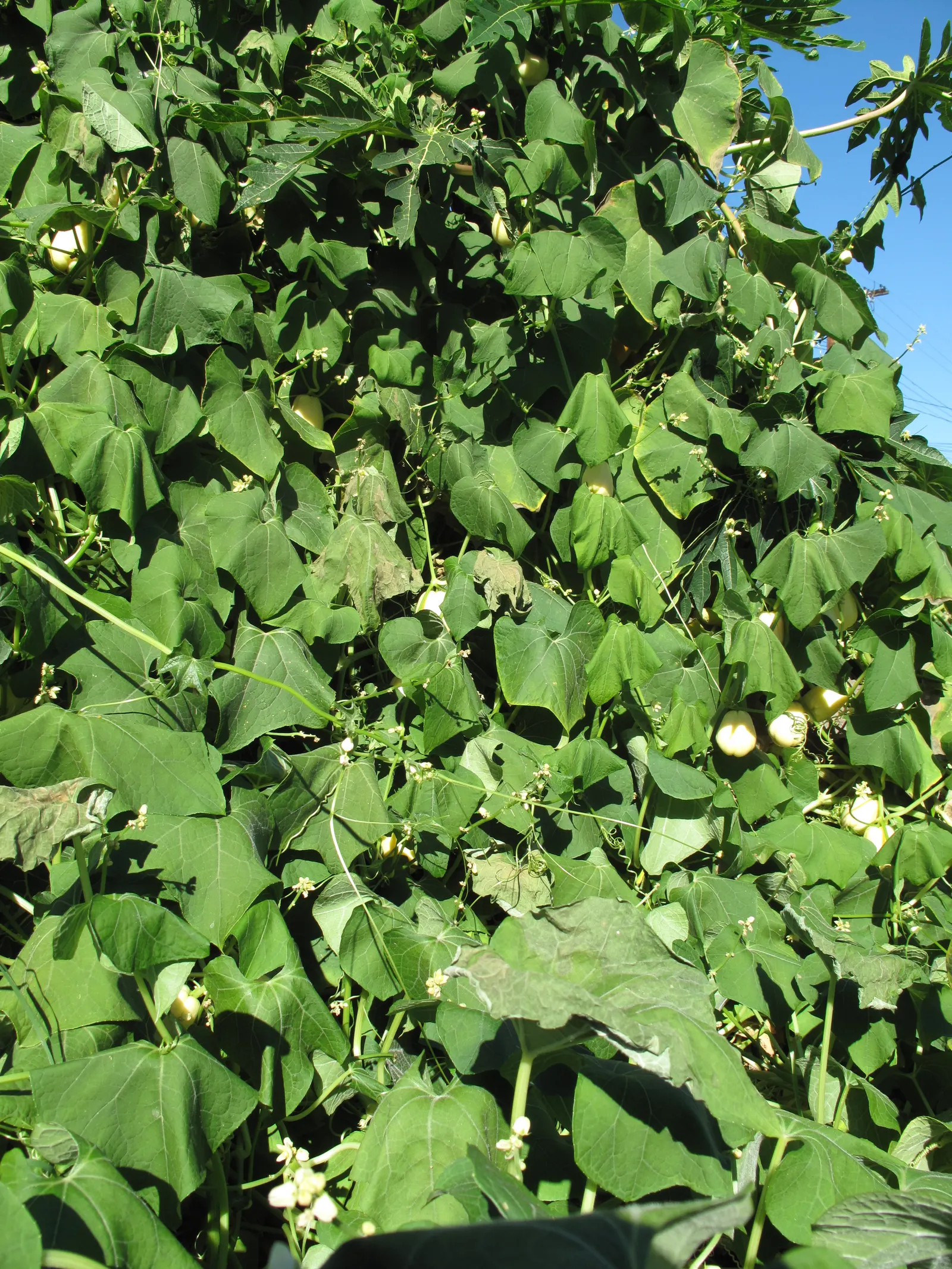 Edible Pear (Pyrus Communis) — each about 1 inch in diameter