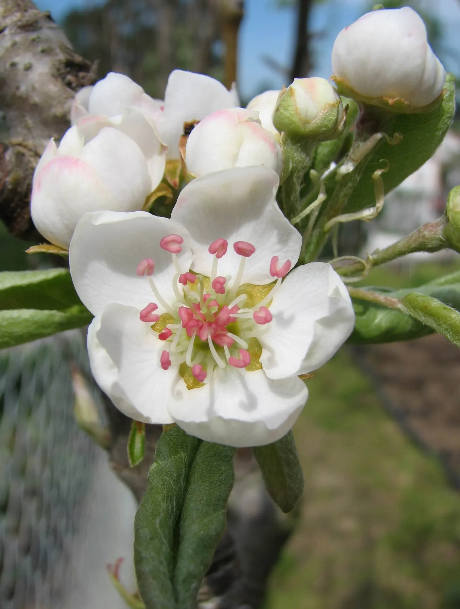 Edible Pear (Pyrus Communis) — is a deciduous tree that provides both aesthetic appeal and fruit harvest for garden owners; white flowers in the, image 79