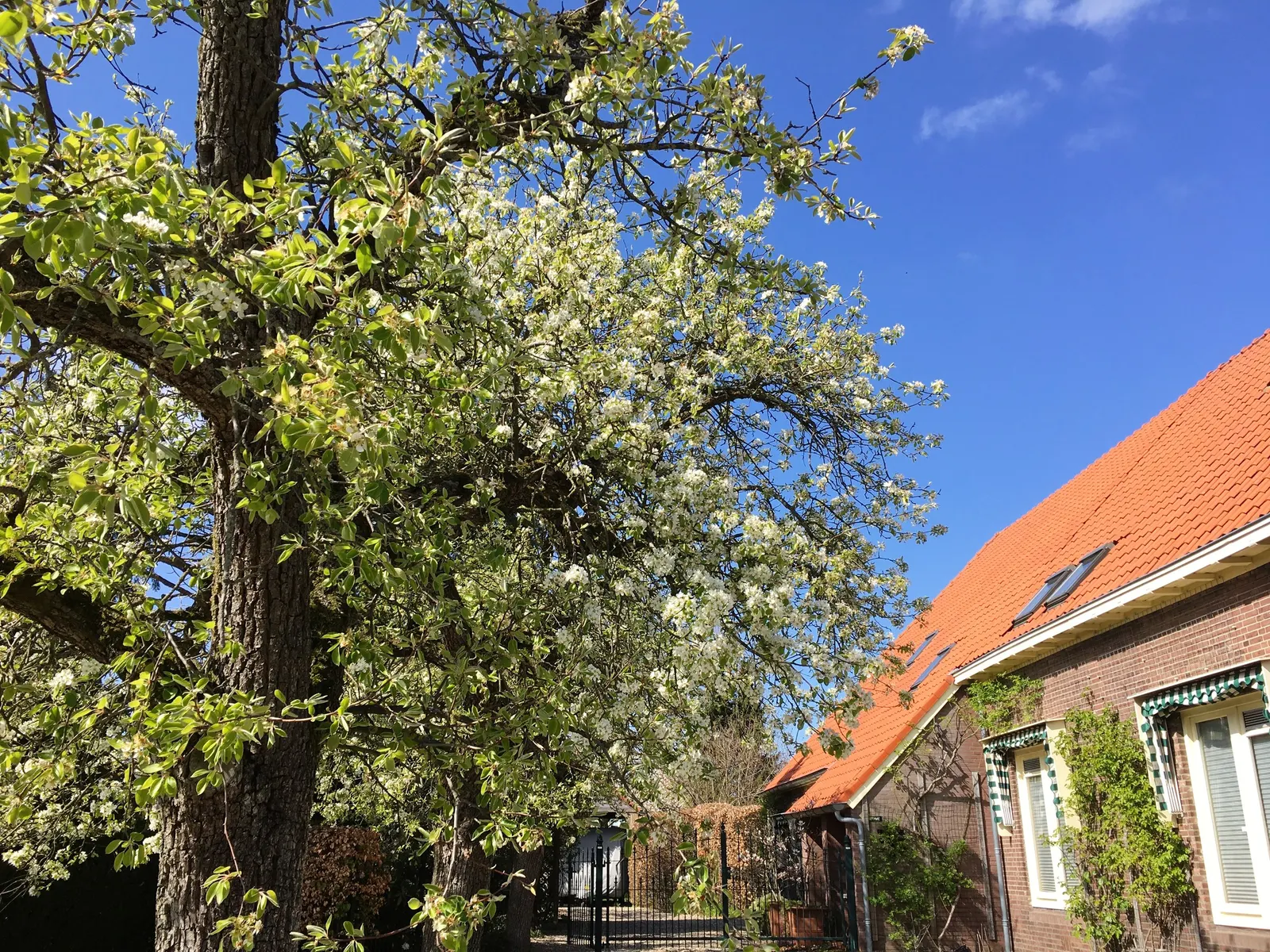 Edible Pear (Pyrus Communis) — Mature trees reach 20-30 feet in height with a spread of 15-20 feet, thriving in well-drained loam; such as codling, image 51