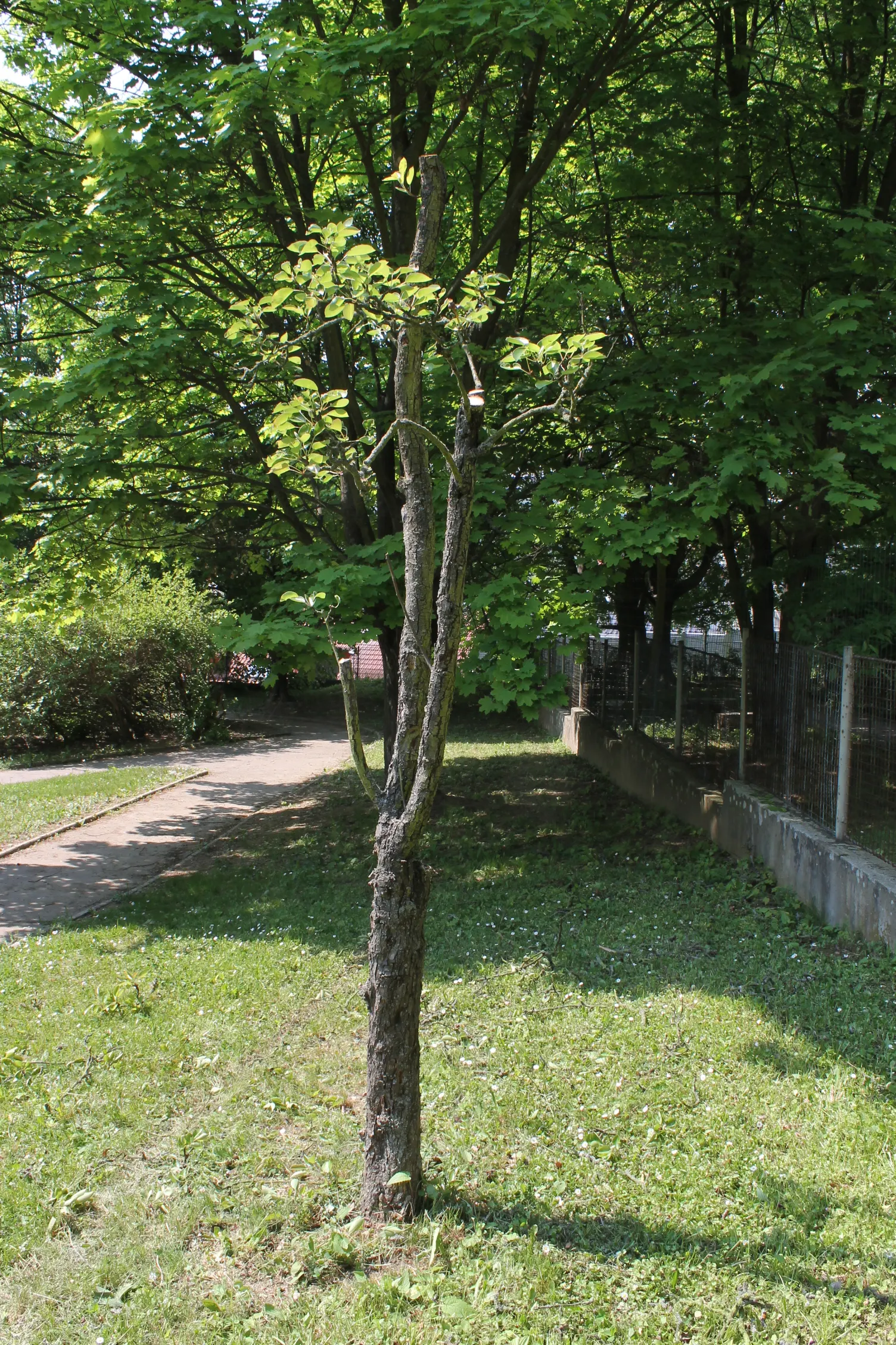 Edible Pear (Pyrus Communis) — is a deciduous tree coveted for its spring blossoms and sumptuous fruit