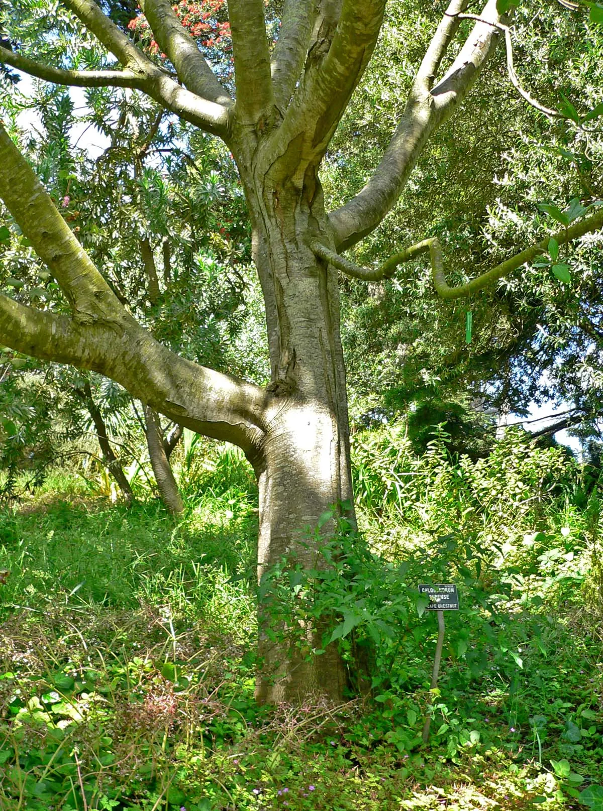 Cape Chestnut (Calodendrum Capense) — and although it is drought-tolerant once established; and it performs best with full sun to partial shade exposure
