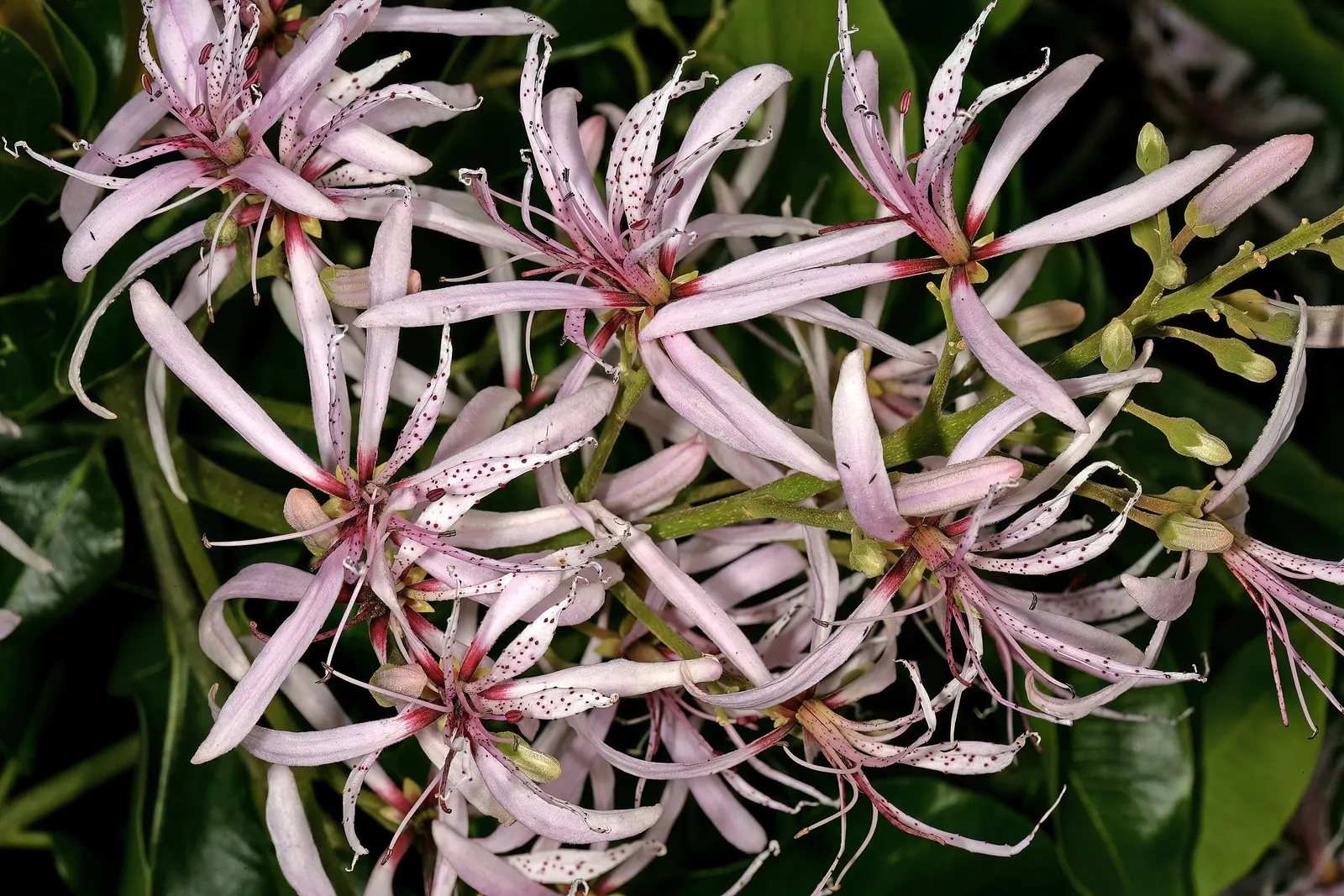 Cape Chestnut (Calodendrum Capense) — The Cape Chestnut is a grand choice for any garden, rendering a picturesque scene throughout the year; it enhances any