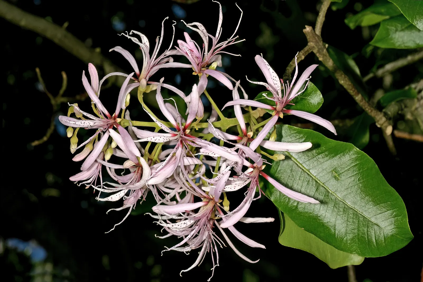 Cape Chestnut (Calodendrum Capense) — the Cape Chestnut thrives in USDA Hardiness Zones 9 to 11
