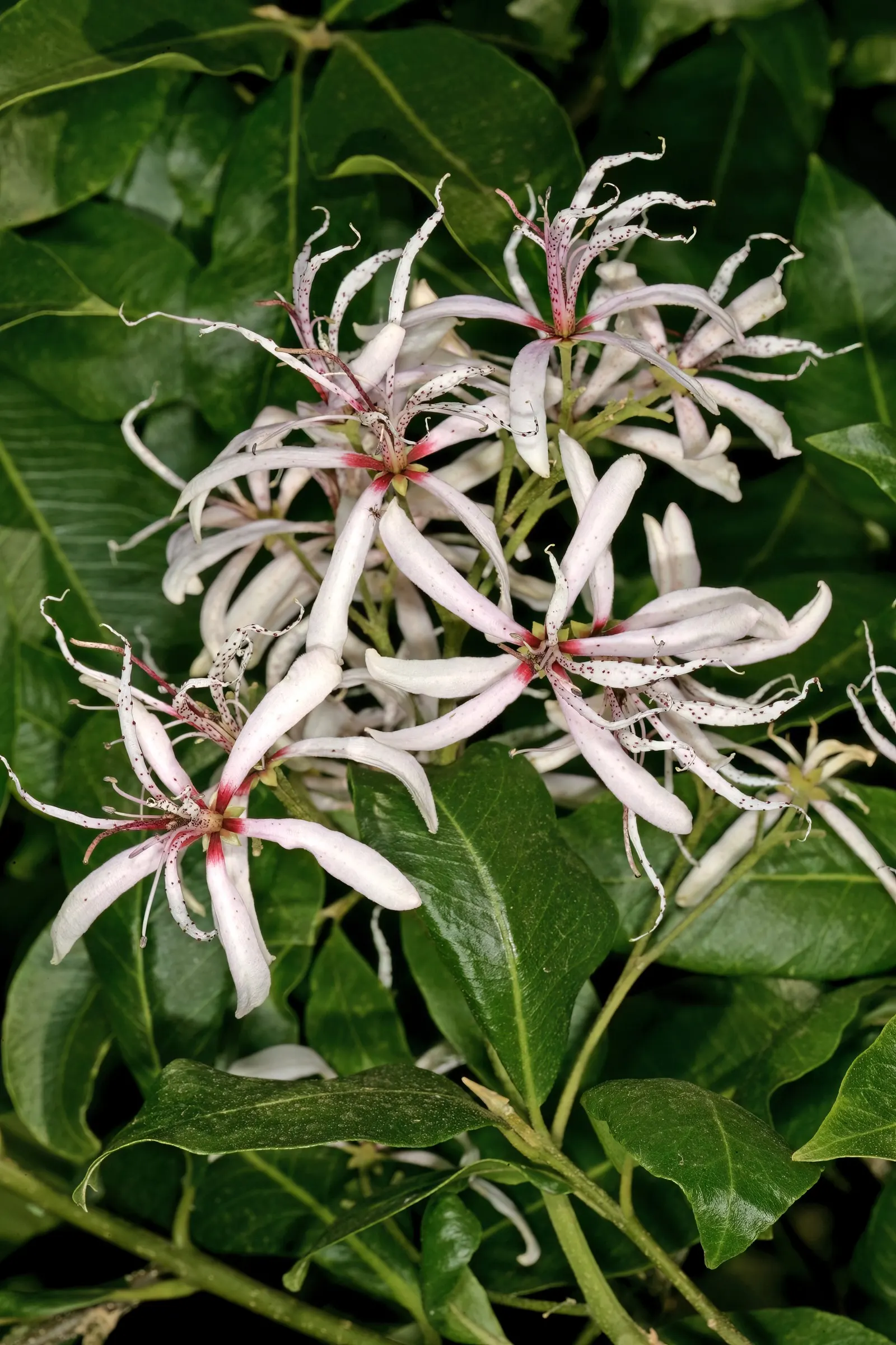 Cape Chestnut (Calodendrum Capense) — Cape Chestnut (Calodendrum capense) is a striking; glossy foliage and spectacular clusters of fragrant