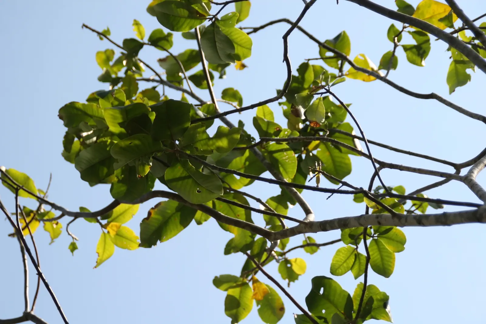 Cape Chestnut (Calodendrum Capense) — glossy foliage and spectacular clusters of fragrant; a low-maintenance option, it is generally resistant to pests and