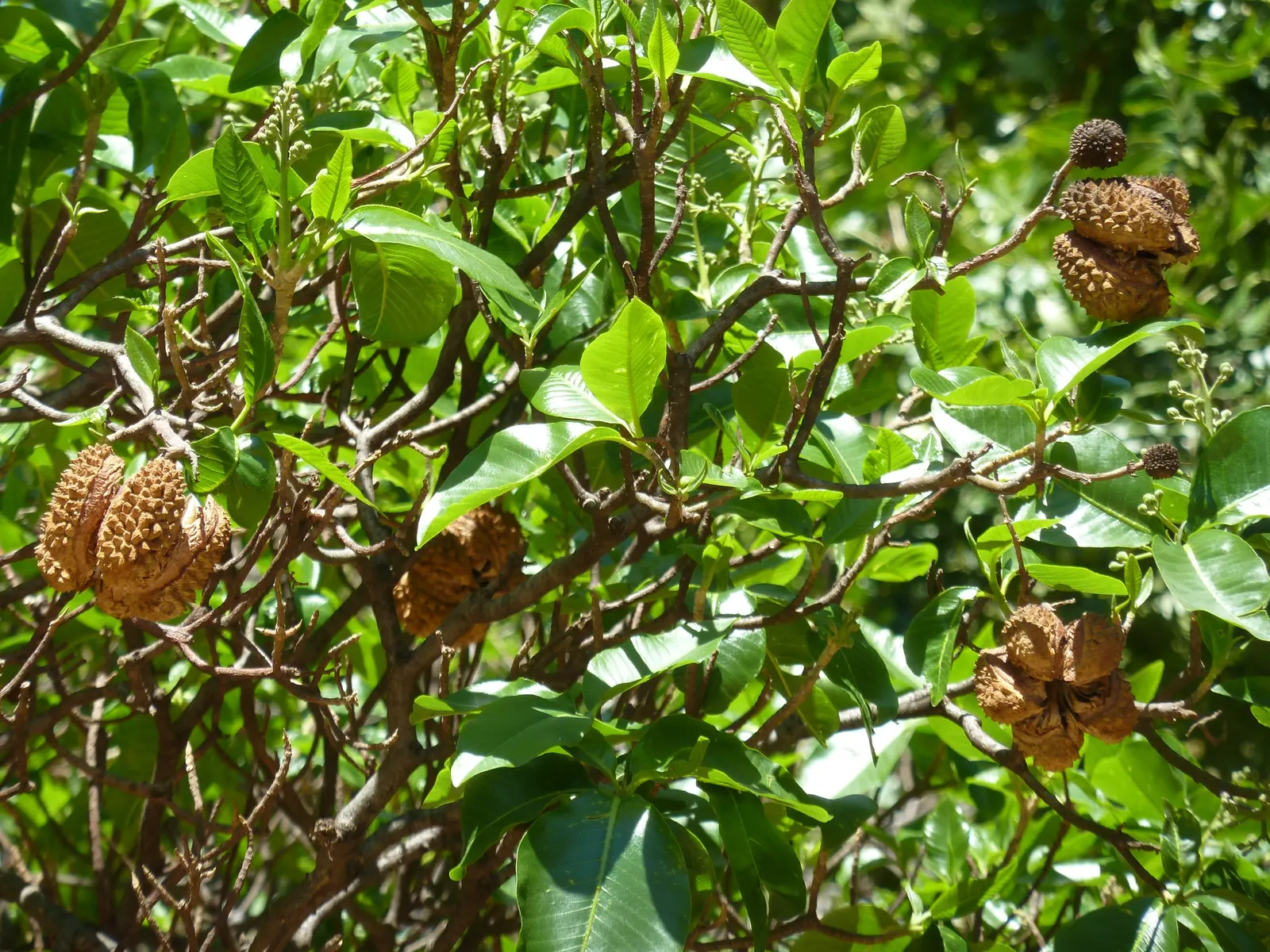 Cape Chestnut (Calodendrum Capense) — Ideal as a specimen tree or shade provider; ample space is required to accommodate its full size