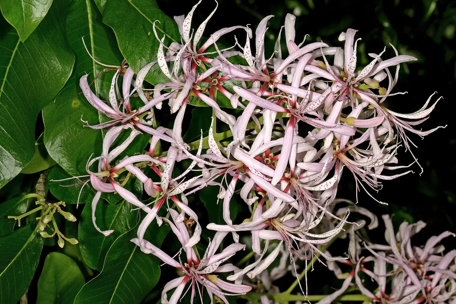 Cape Chestnut (Calodendrum Capense) — it enhances any landscape design; semi-deciduous tree hailing from the southern regions of Africa, image 66
