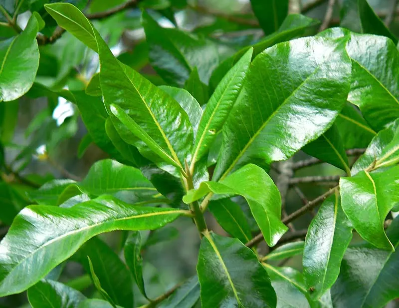 Cape Chestnut (Calodendrum Capense) — Ample space is required to accommodate its full size; ideal as a specimen tree or shade provider