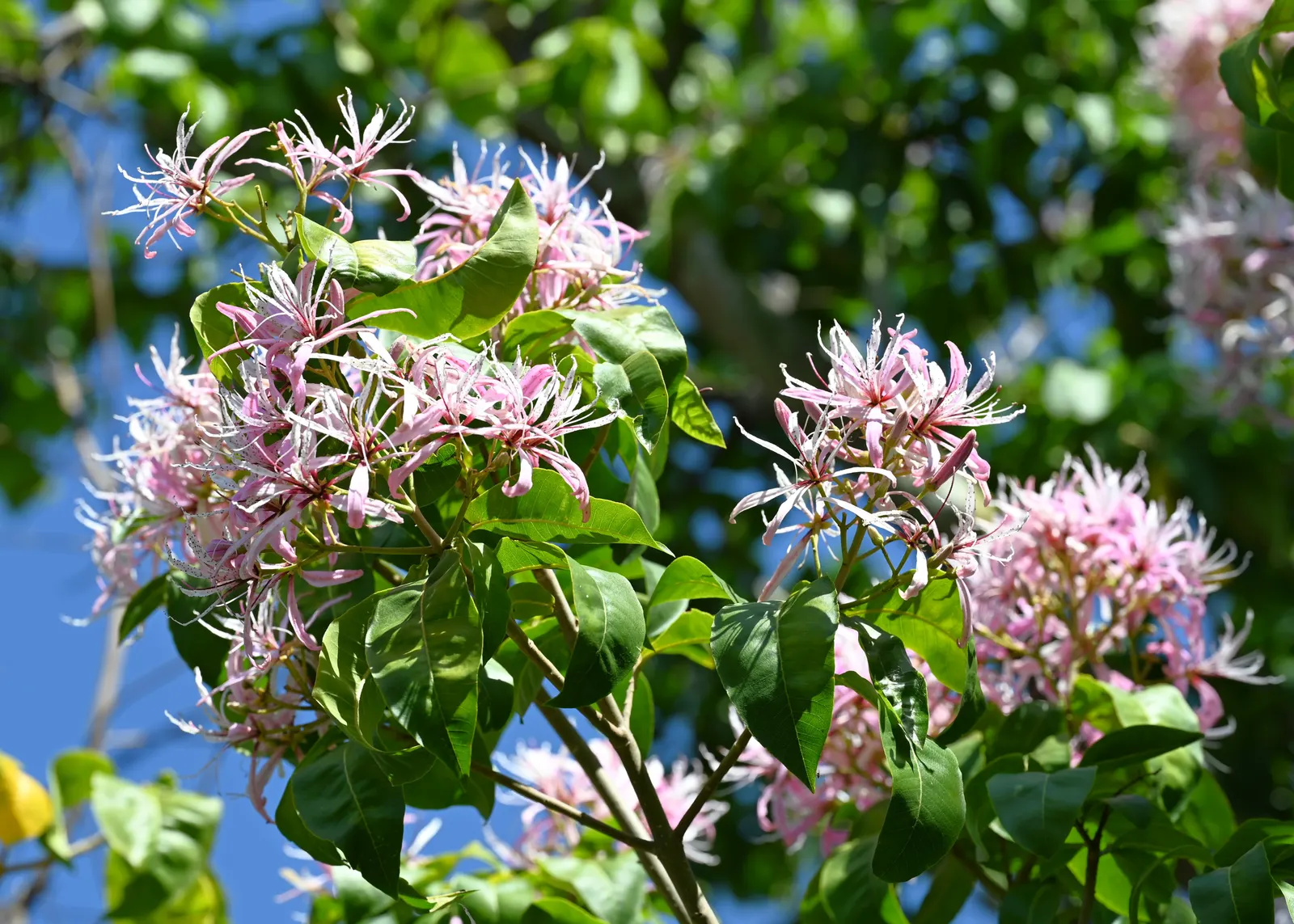 Cape Chestnut (Calodendrum Capense) — pink blossoms that bloom in summer