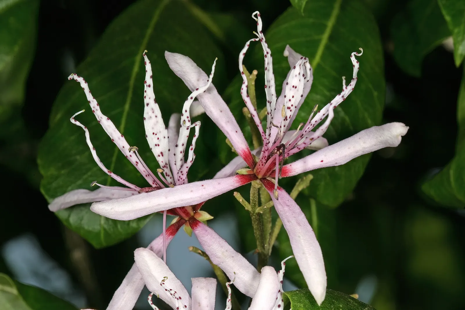 Cape Chestnut (Calodendrum Capense) — Cape Chestnut (Calodendrum capense) is a striking