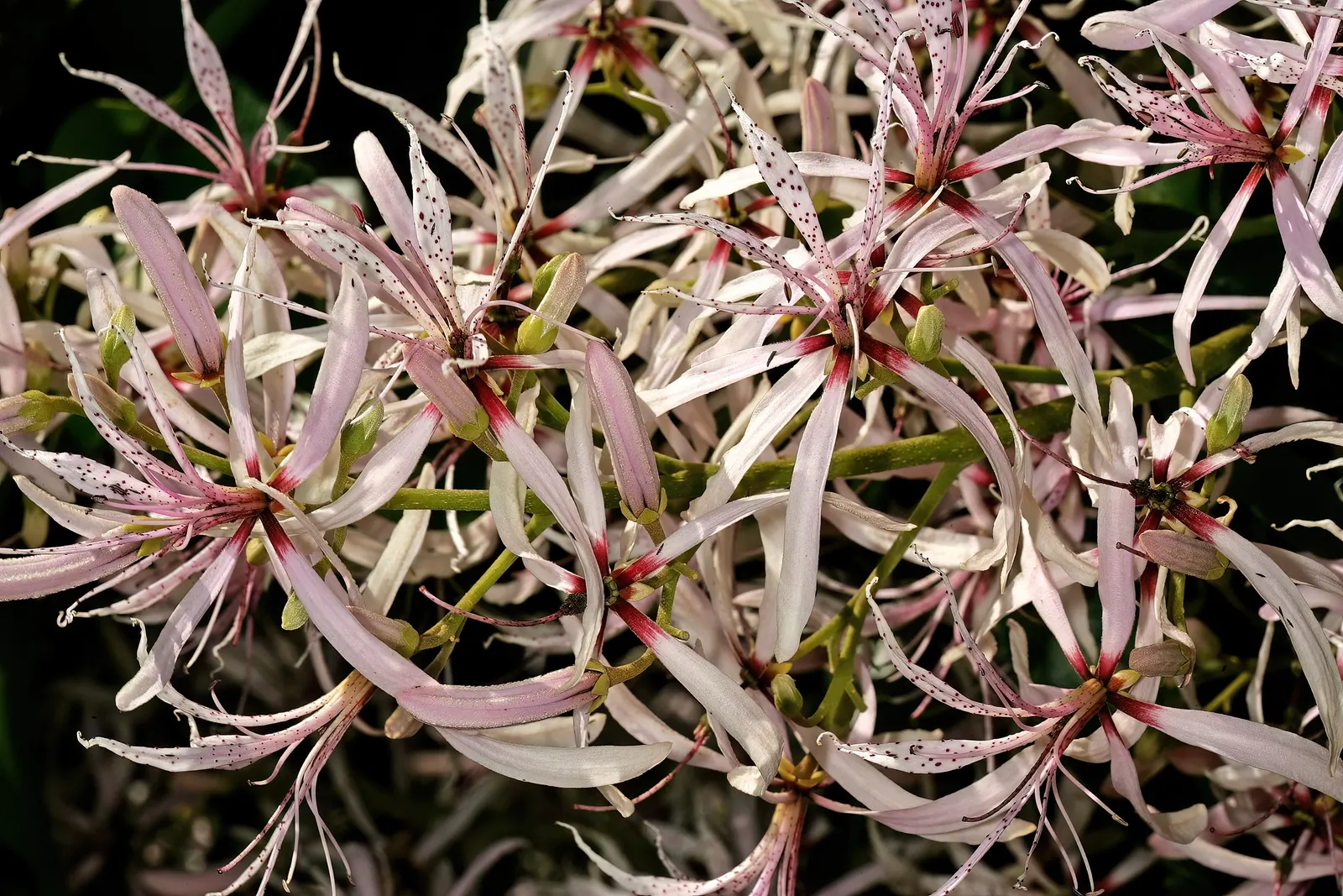 Cape Chestnut (Calodendrum Capense) — attract a variety of pollinators