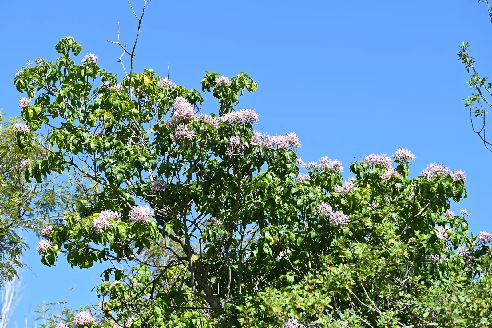 Cape Chestnut (Calodendrum Capense) — reaching heights up to 50 ft; it typically reaches a height of 20 to 25 feet but can soar up to 50 feet under, image 62