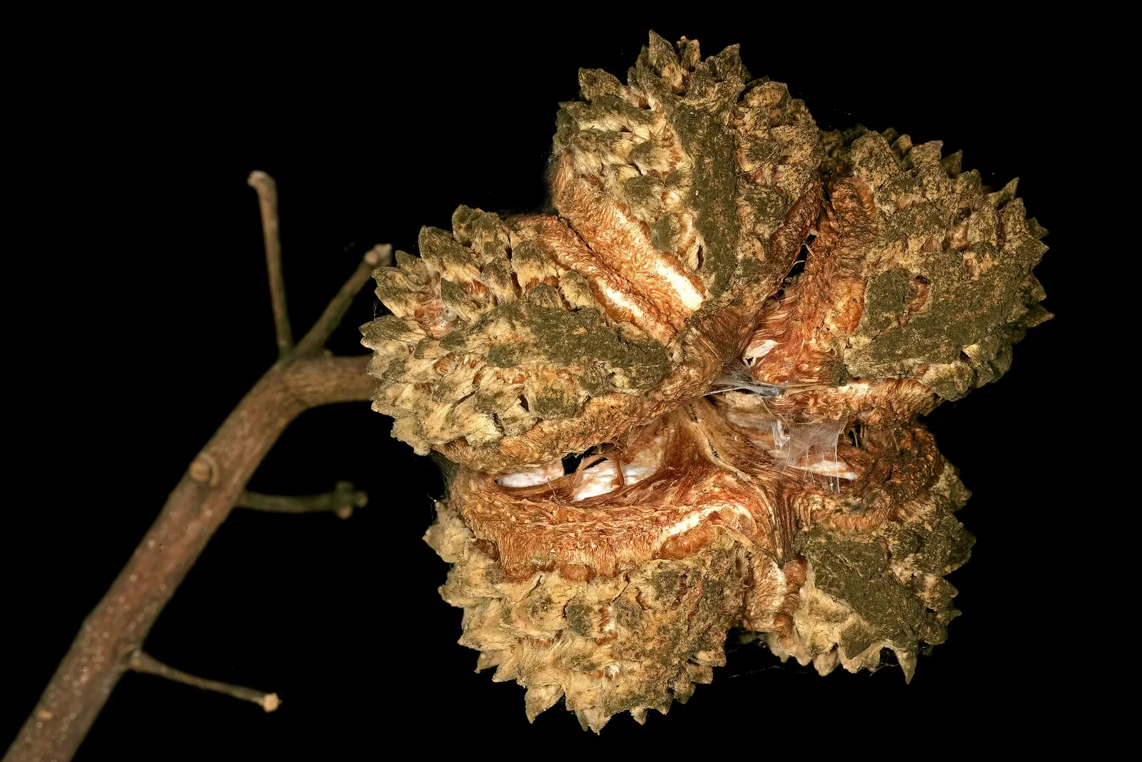 Cape Chestnut (Calodendrum Capense) — Ideal as a specimen tree or shade provider
