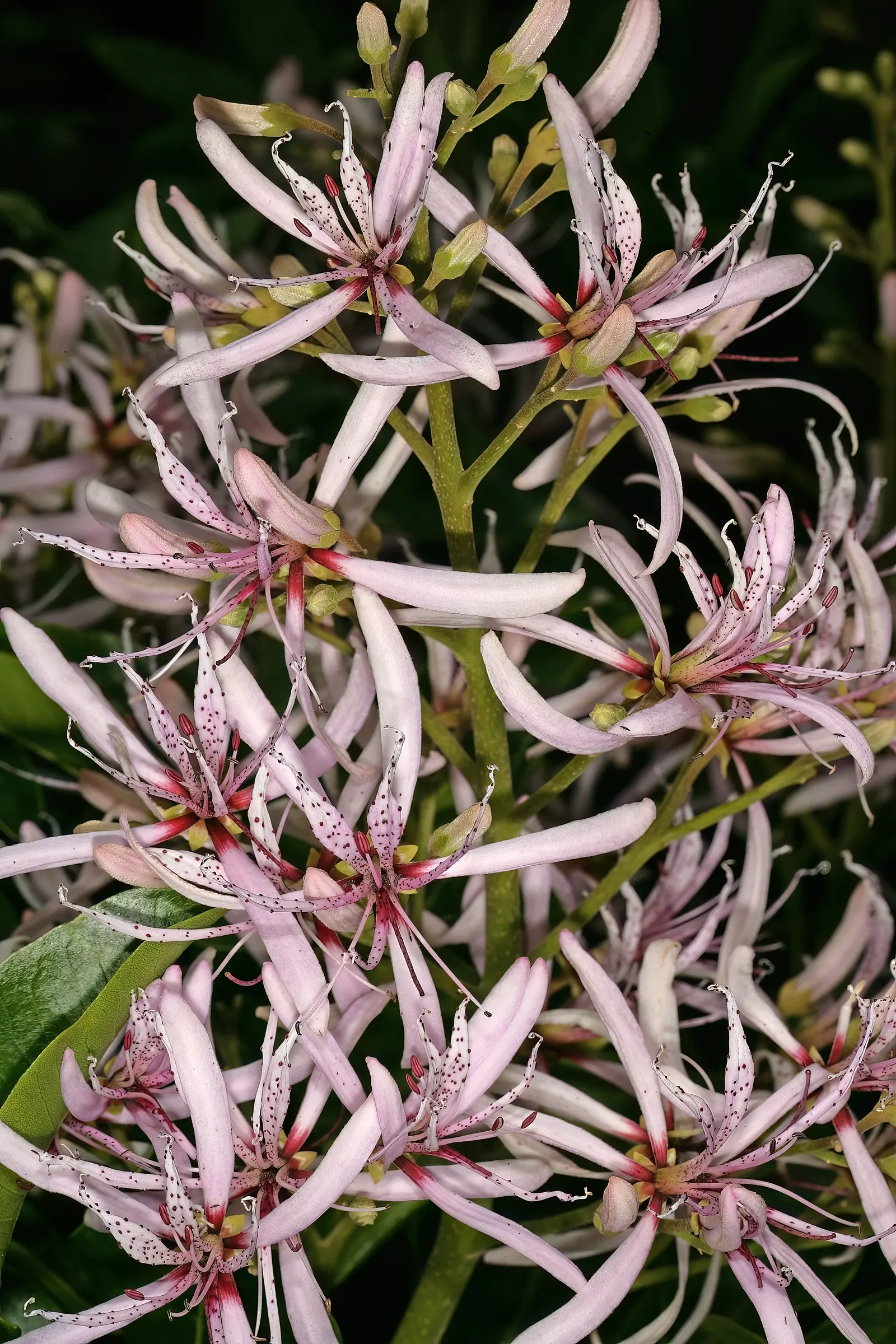 Cape Chestnut (Calodendrum Capense) — each spanning around 2 inches; lending a lush texture to any landscape composition.<br><br>Providing both shade and
