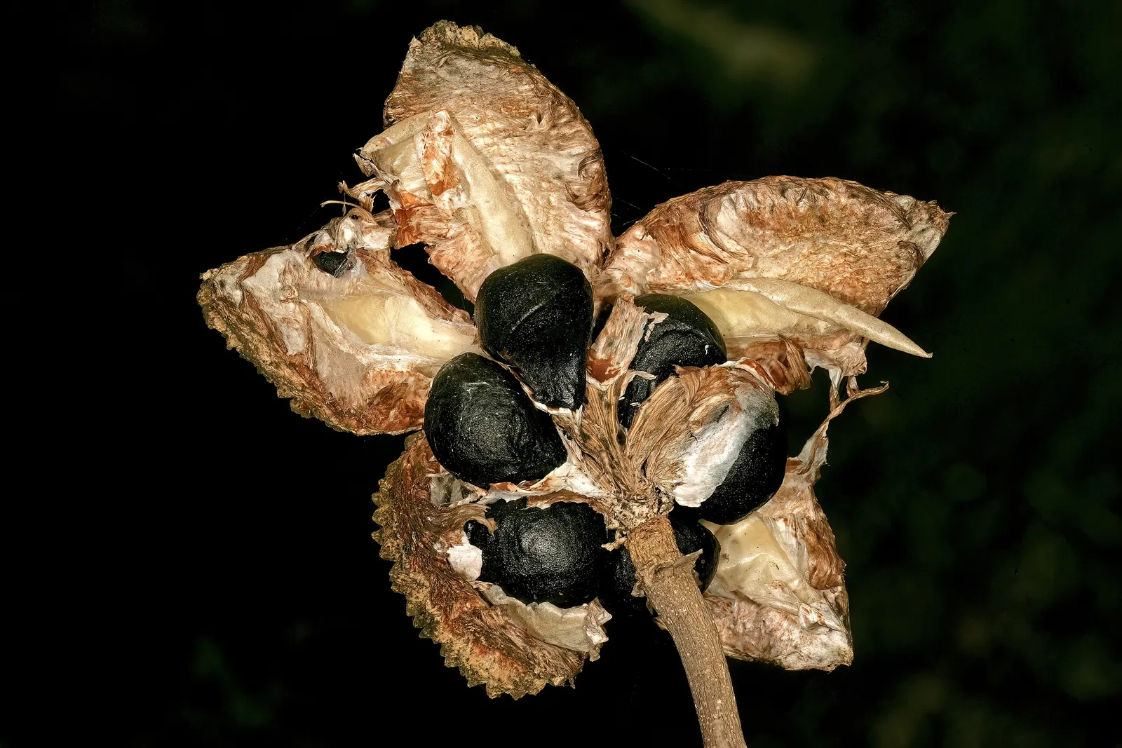 Cape Chestnut (Calodendrum Capense) — Cape Chestnut (Calodendrum capense) is a striking; glossy foliage and spectacular clusters of fragrant, image 61
