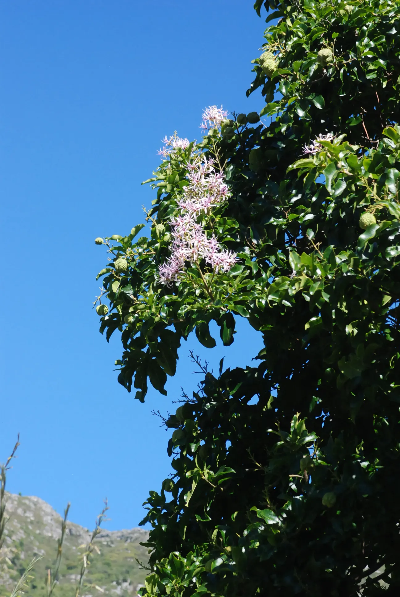 Cape Chestnut (Calodendrum Capense) — tree with pink blooms
