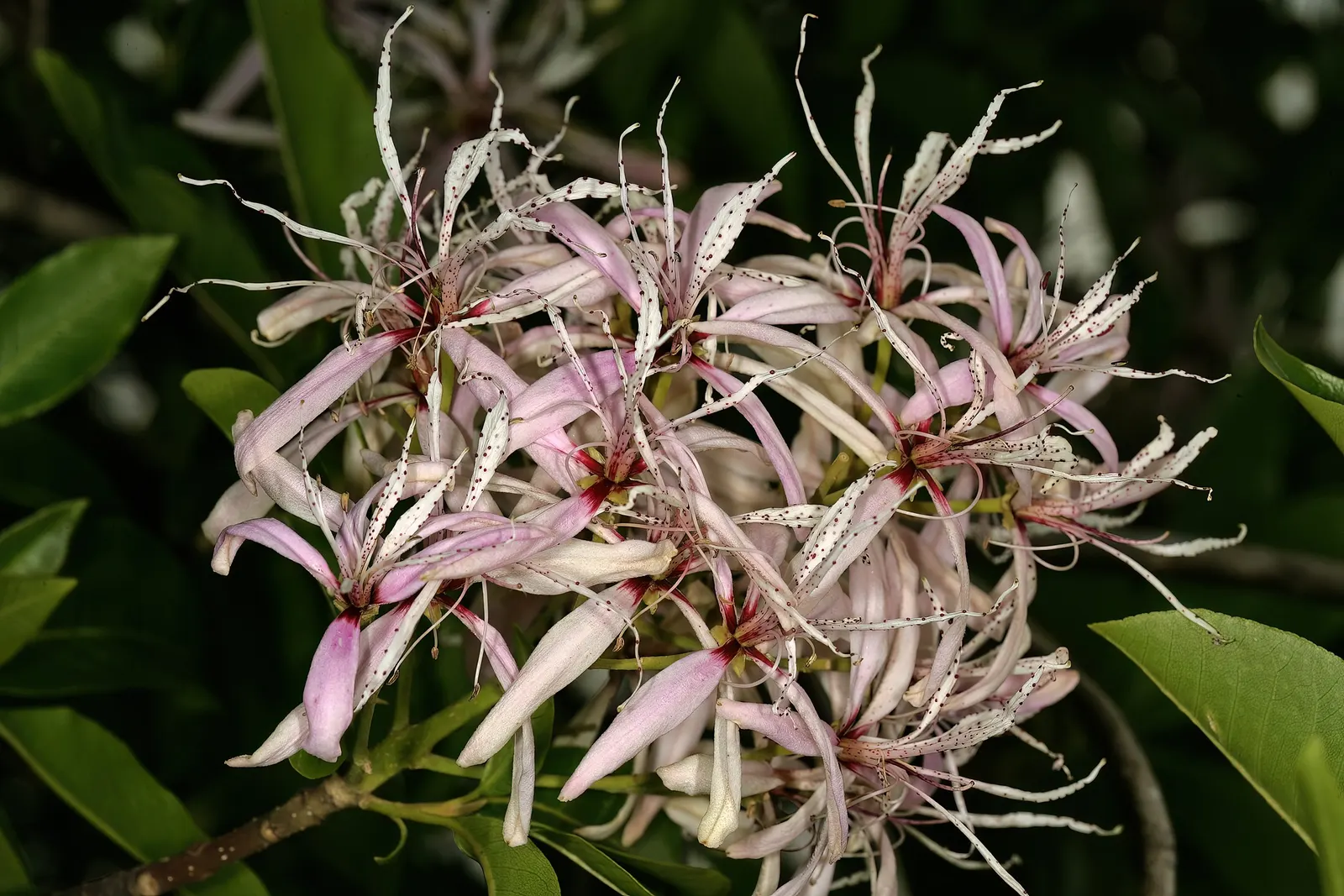 Cape Chestnut (Calodendrum Capense) — and it performs best with full sun to partial shade exposure