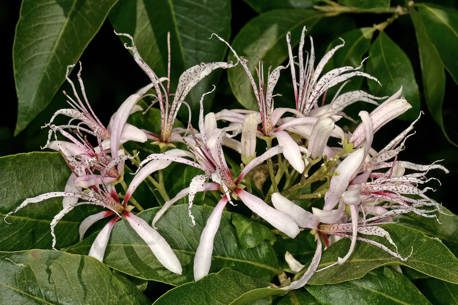Cape Chestnut (Calodendrum Capense) — pink blossoms that bloom in summer; reaching heights up to 50 ft