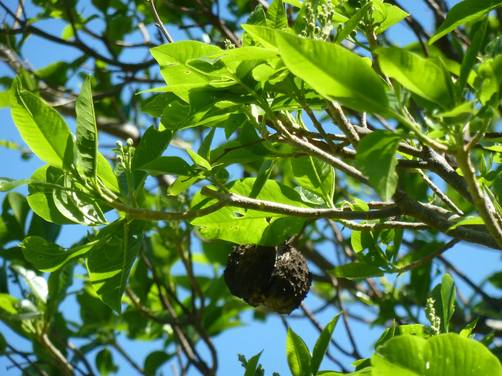 Cape Chestnut (Calodendrum Capense) — pink blossoms that bloom in summer; reaching heights up to 50 ft, image 65