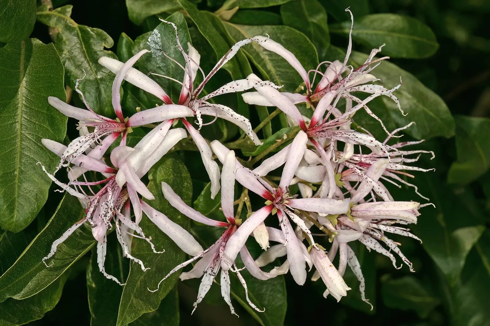 Cape Chestnut (Calodendrum Capense) — tree with pink blooms; the Cape Chestnut thrives in USDA Hardiness Zones 9 to 11