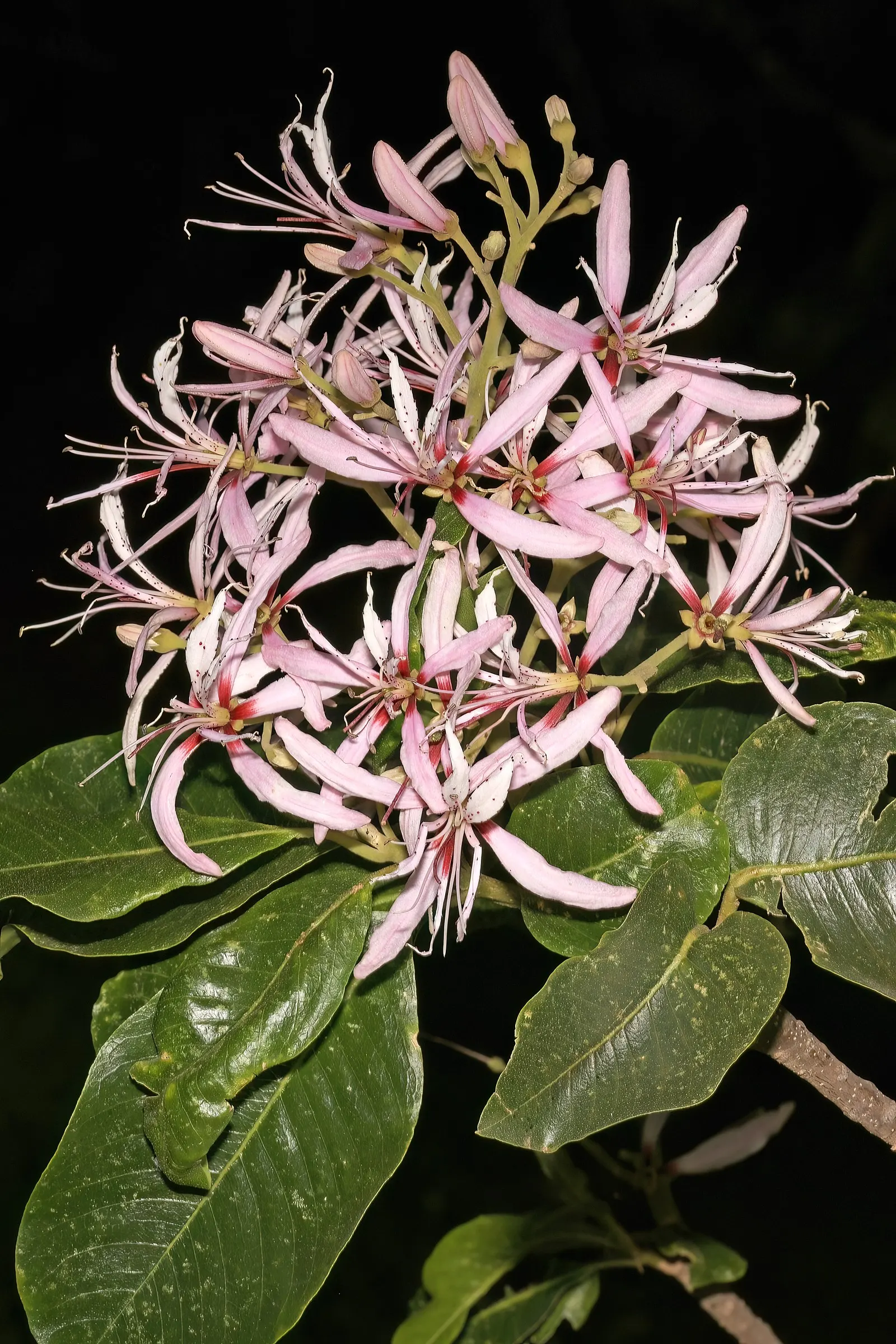Cape Chestnut (Calodendrum Capense) — The Cape Chestnut is a grand choice for any garden, rendering a picturesque scene throughout the year