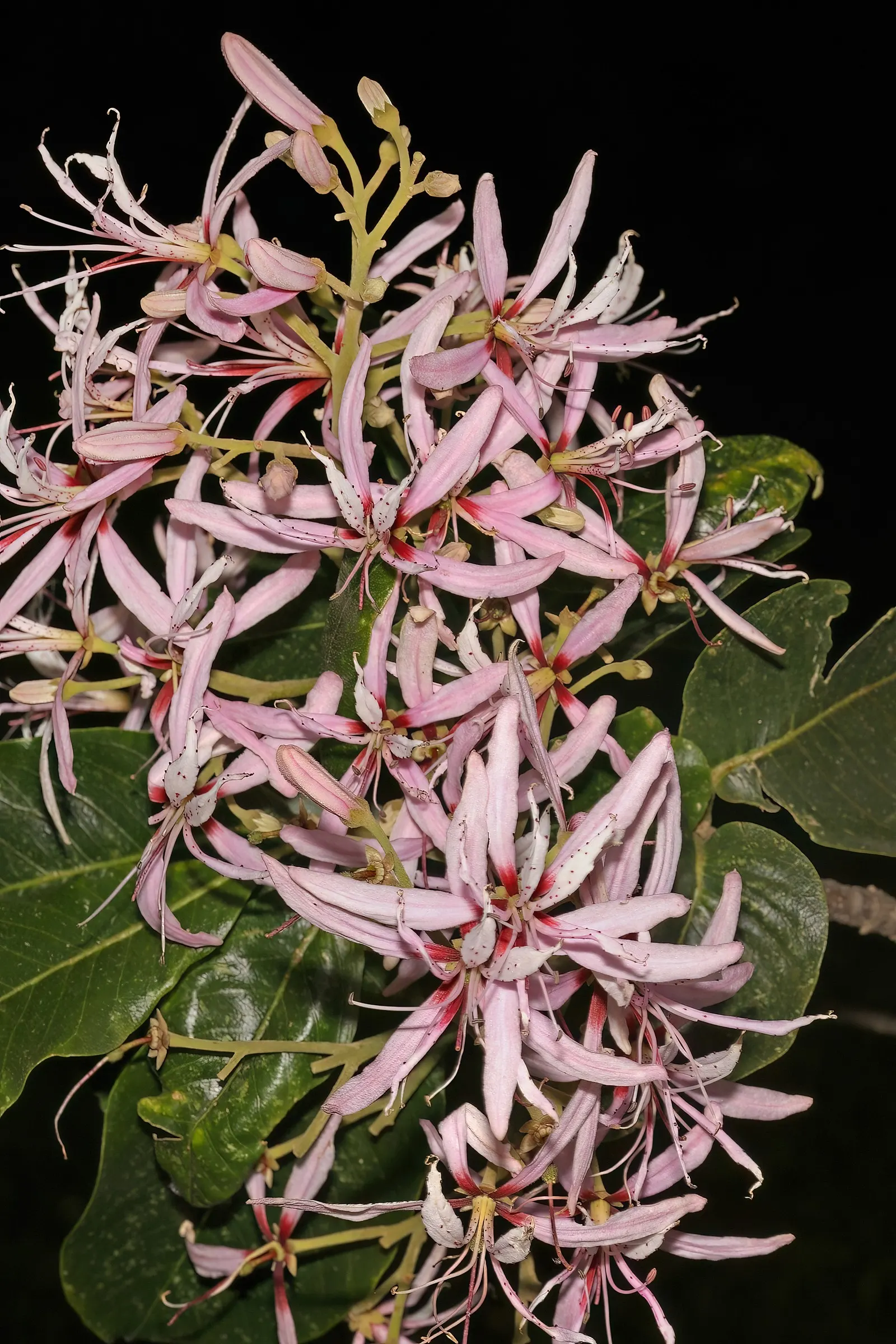 Cape Chestnut (Calodendrum Capense) — semi-deciduous tree hailing from the southern regions of Africa; tree for full