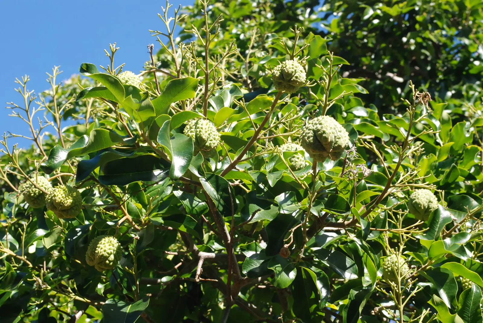 Cape Chestnut (Calodendrum Capense) — each spanning around 2 inches