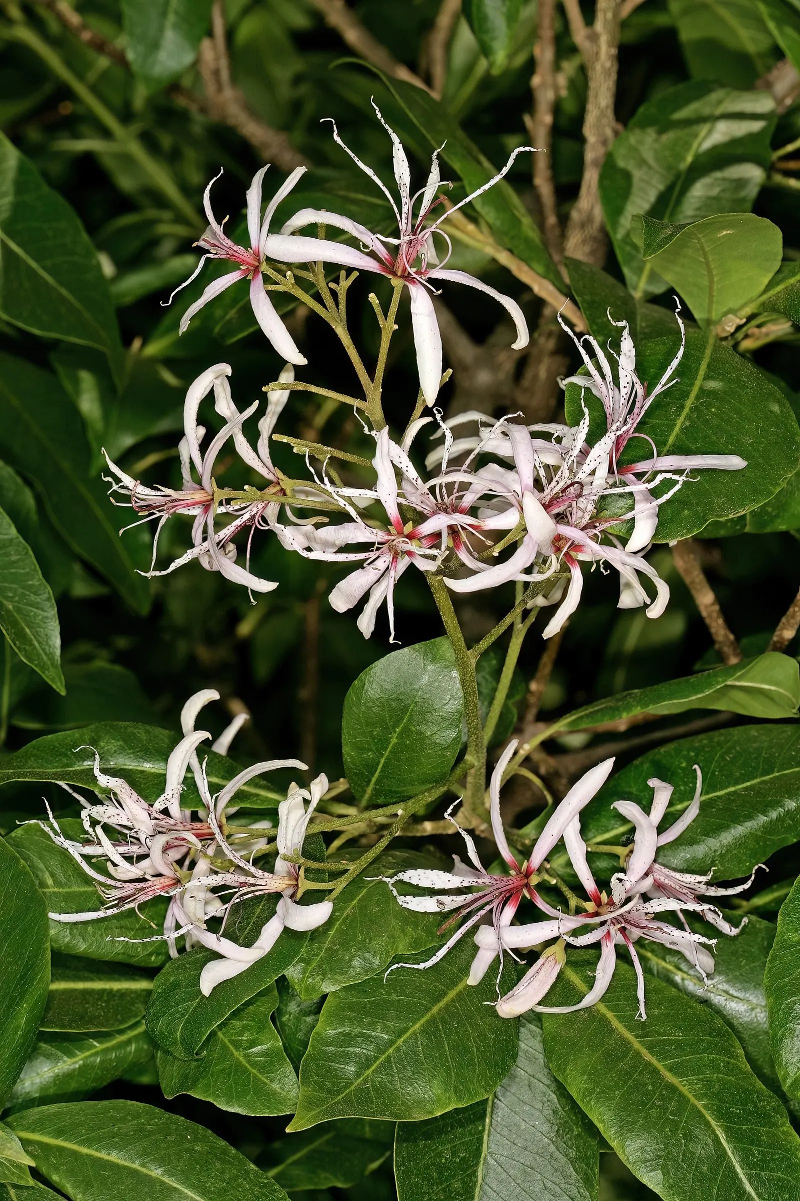 Cape Chestnut (Calodendrum Capense) — Preferring USDA zones 9-11, it thrives in full sun to partial shade and requires moderate water; each spanning around 2