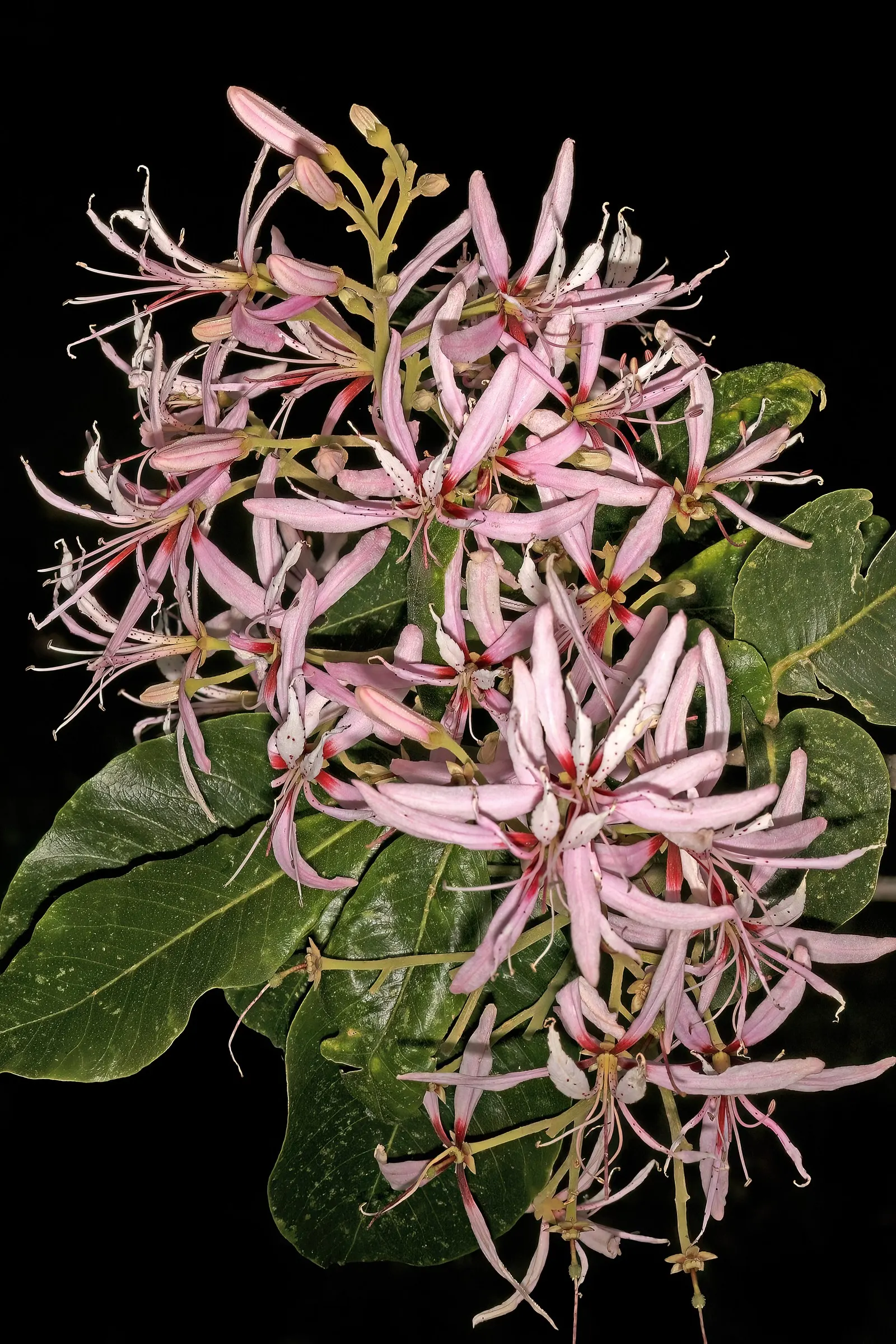 Cape Chestnut (Calodendrum Capense) — lending a lush texture to any landscape composition.<br><br>Providing both shade and ornamental value