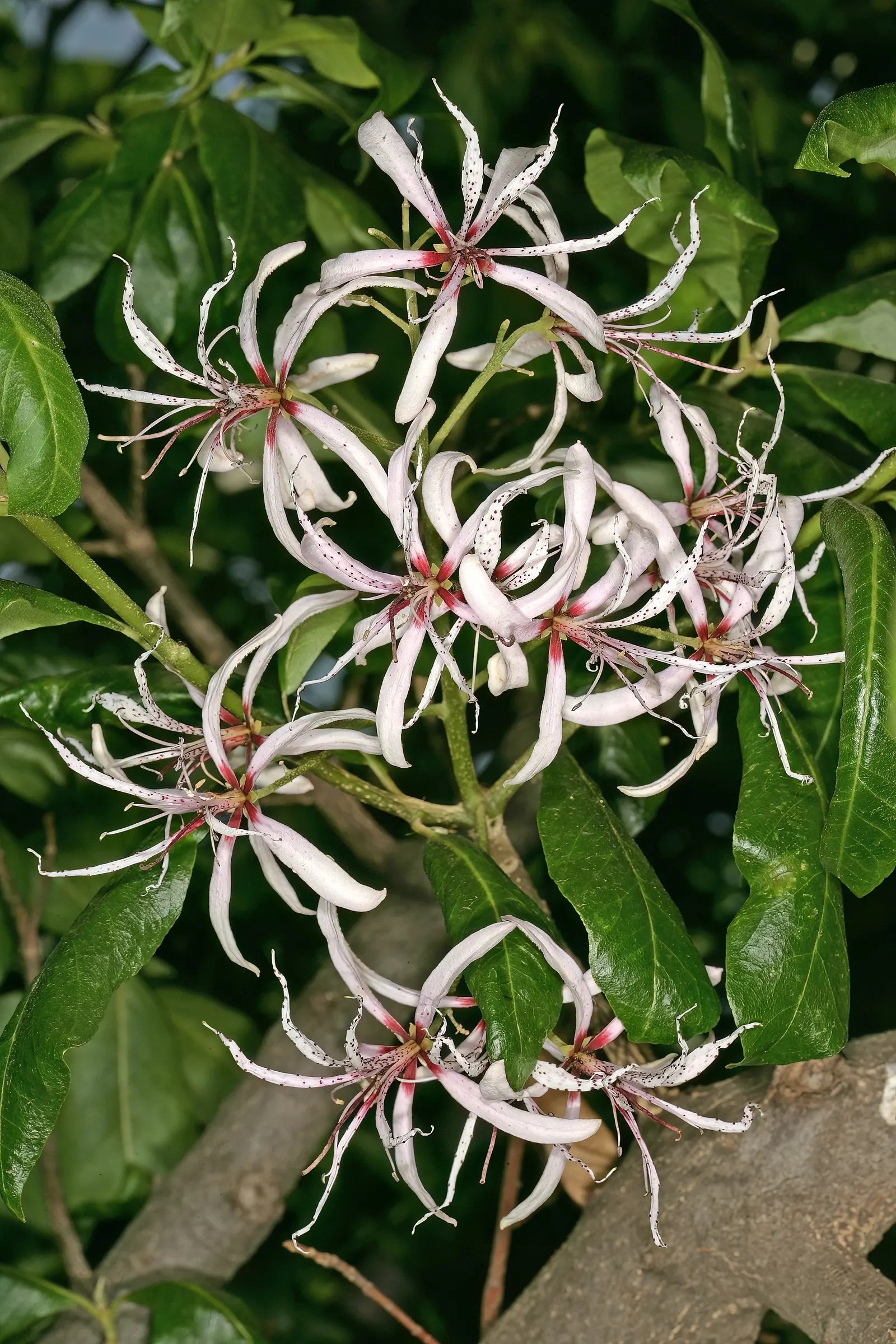 Cape Chestnut (Calodendrum Capense) — panicle-like clusters of fragrant; pink flowers in the garden