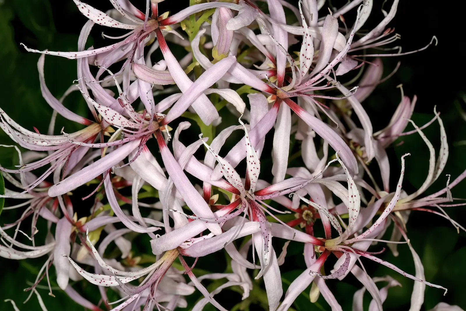 Cape Chestnut (Calodendrum Capense) — reaching heights up to 50 ft