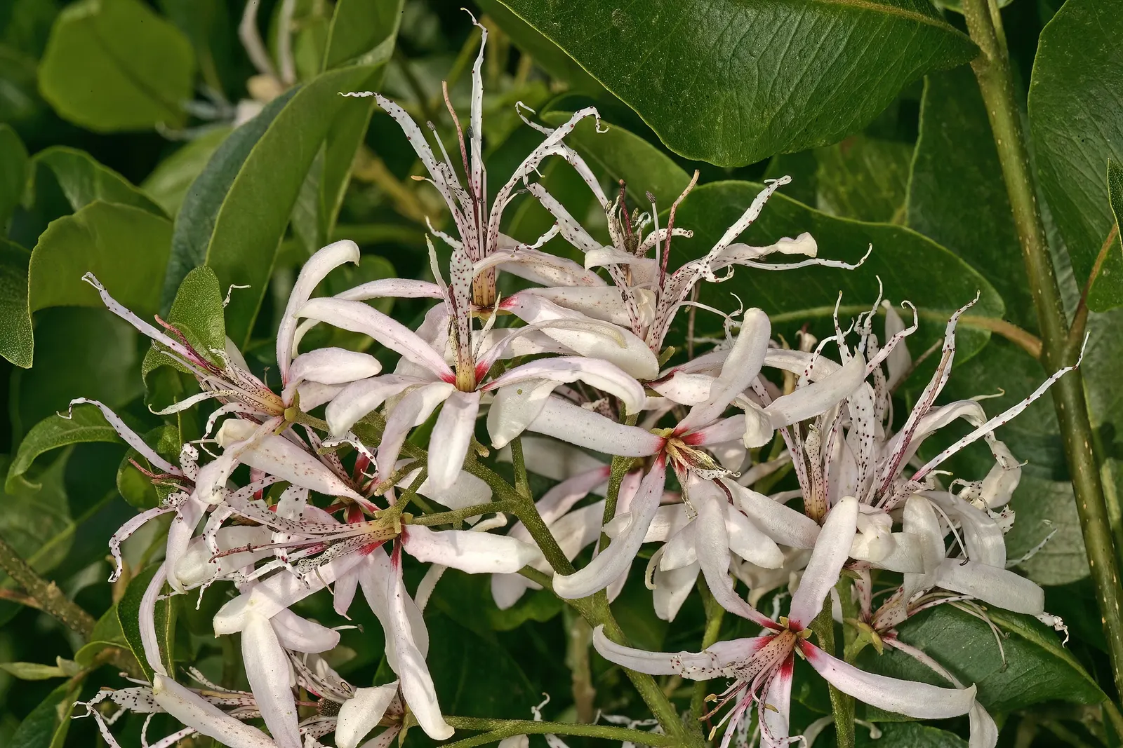 Cape Chestnut (Calodendrum Capense) — panicle-like clusters of fragrant
