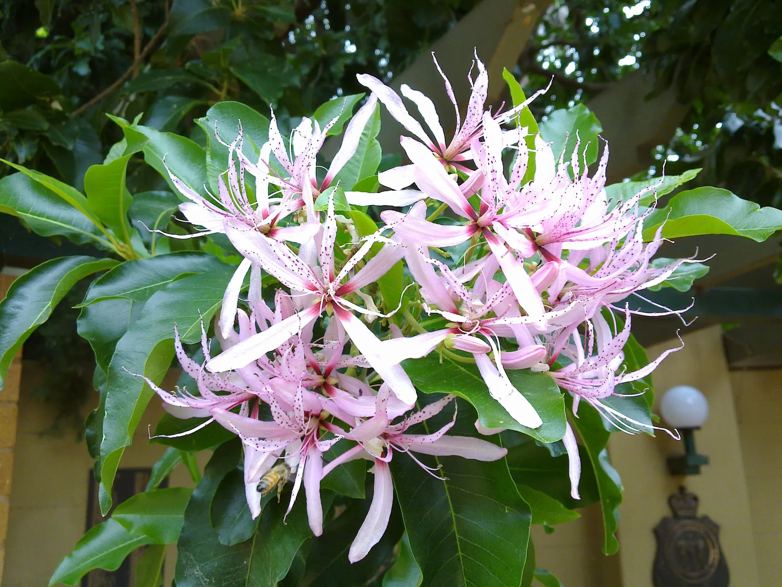 Cape Chestnut (Calodendrum Capense) — it blossoms best with consistent moisture; cape Chestnut (Calodendrum capense) is a striking
