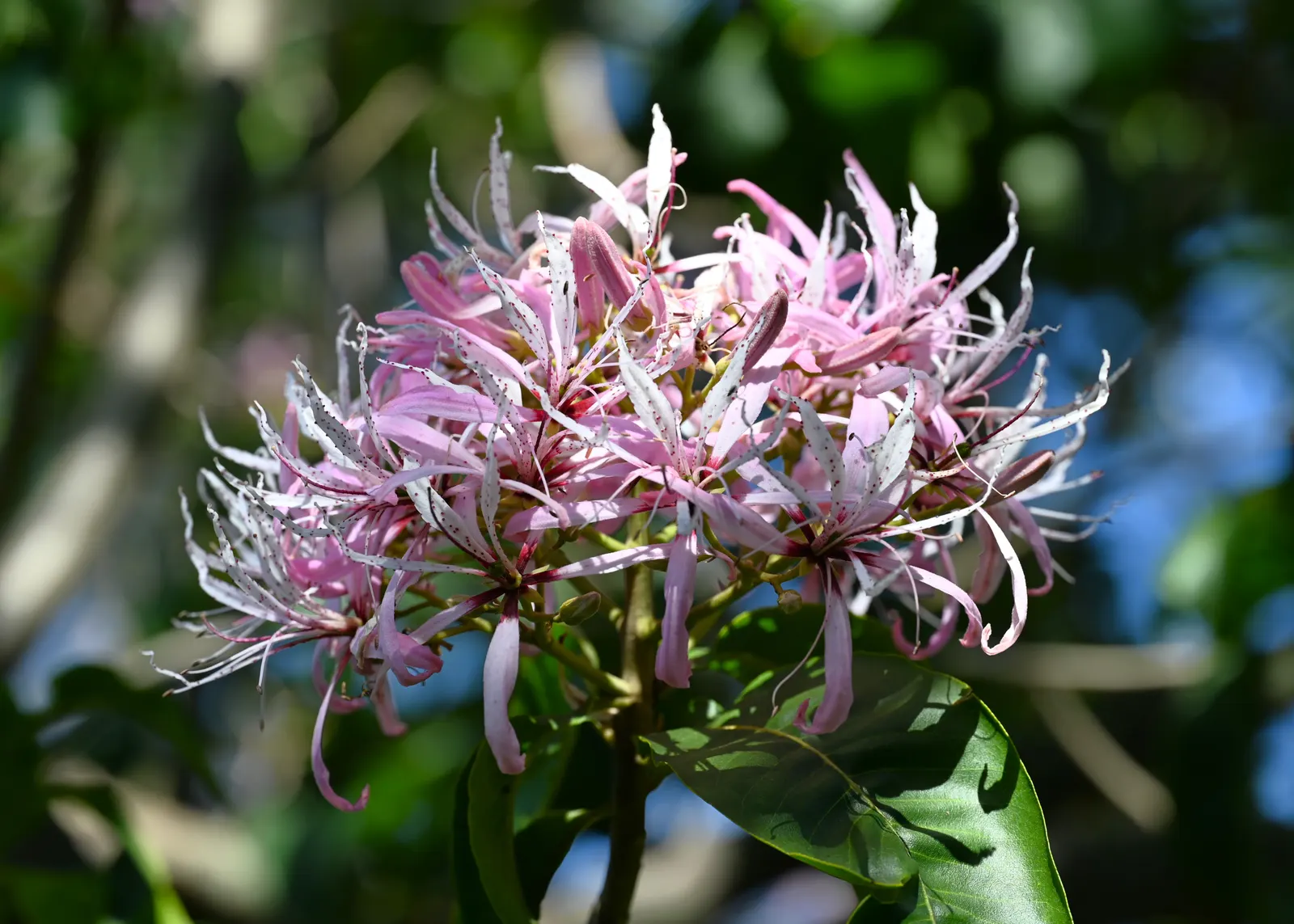 Cape Chestnut (Calodendrum Capense) — glossy foliage and spectacular clusters of fragrant; a low-maintenance option, it is generally resistant to, image 64