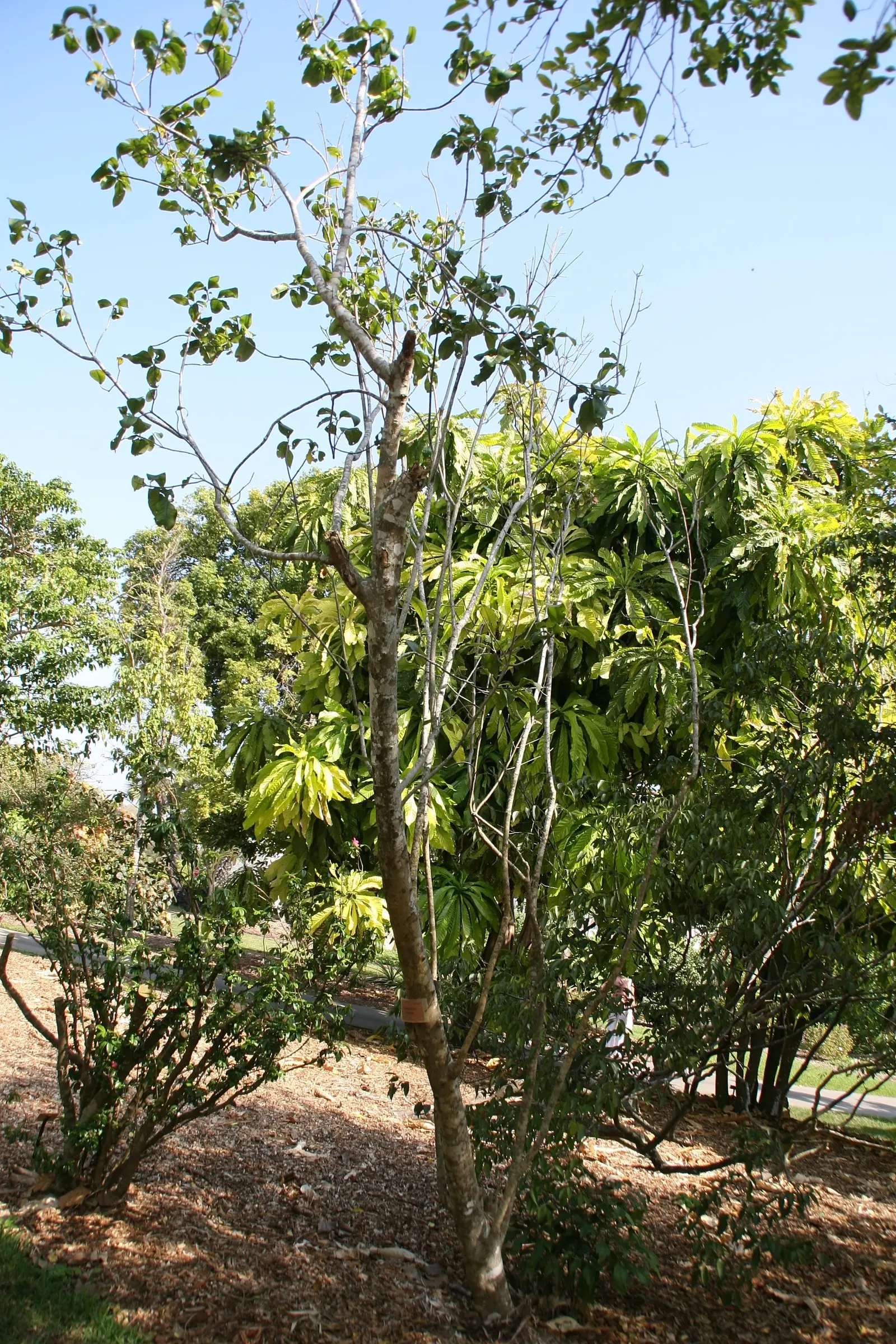 Cape Chestnut (Calodendrum Capense) — pink flowers in the garden