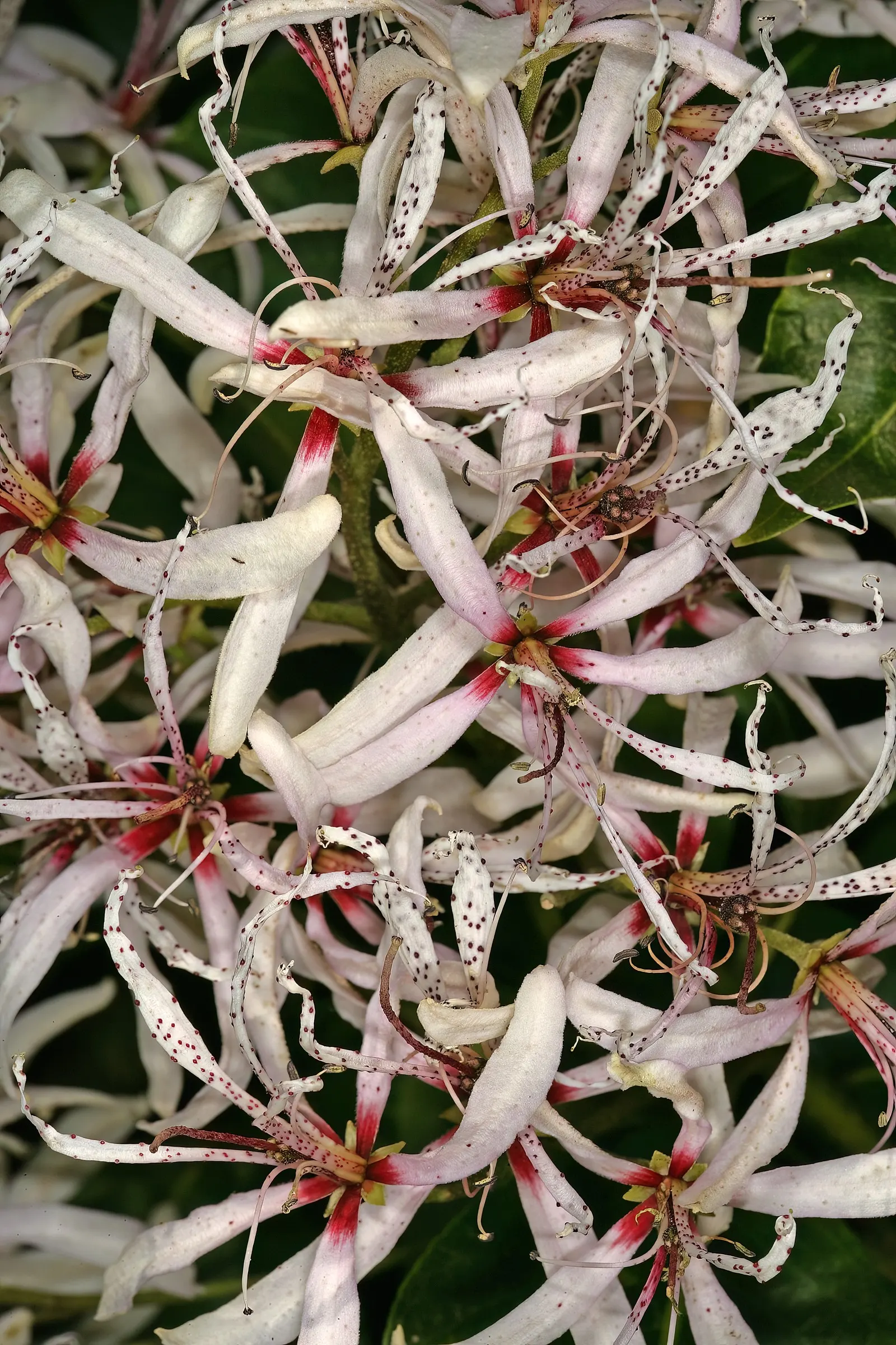 Cape Chestnut (Calodendrum Capense) — lending a lush texture to any landscape composition.<br><br>Providing both shade and ornamental value; a true jewel in