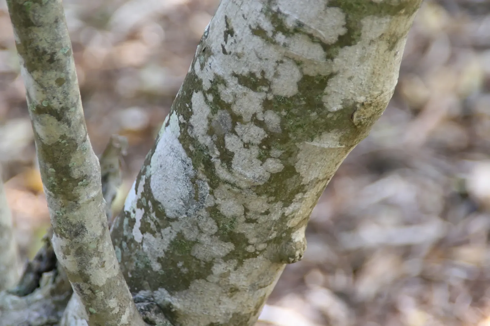 Cape Chestnut (Calodendrum Capense) — Ample space is required to accommodate its full size