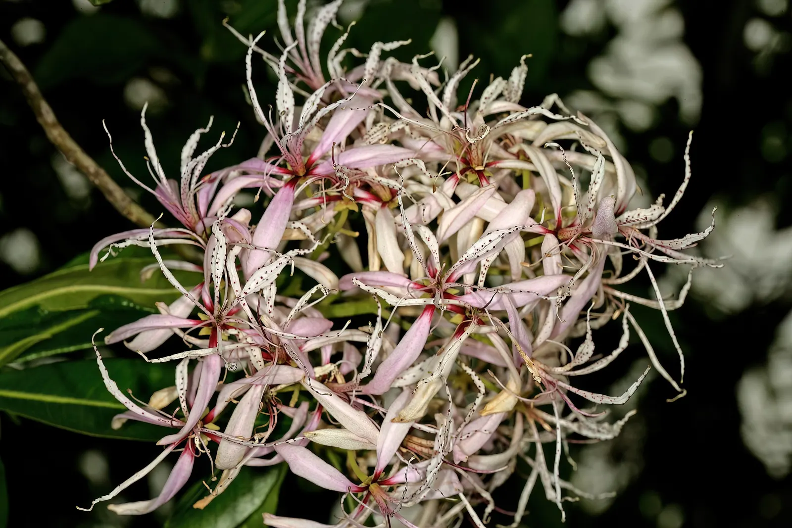 Cape Chestnut (Calodendrum Capense) — with a canopy spread of 30 ft; adding a dynamic aspect to the garden