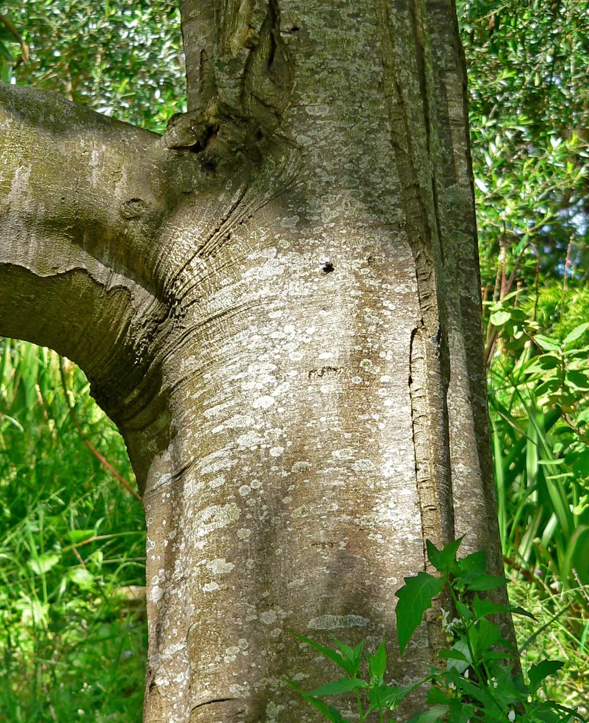 Cape Chestnut (Calodendrum Capense) — attract a variety of pollinators; the wood of this noble tree is also notably dense and termite-resistant, adding to its