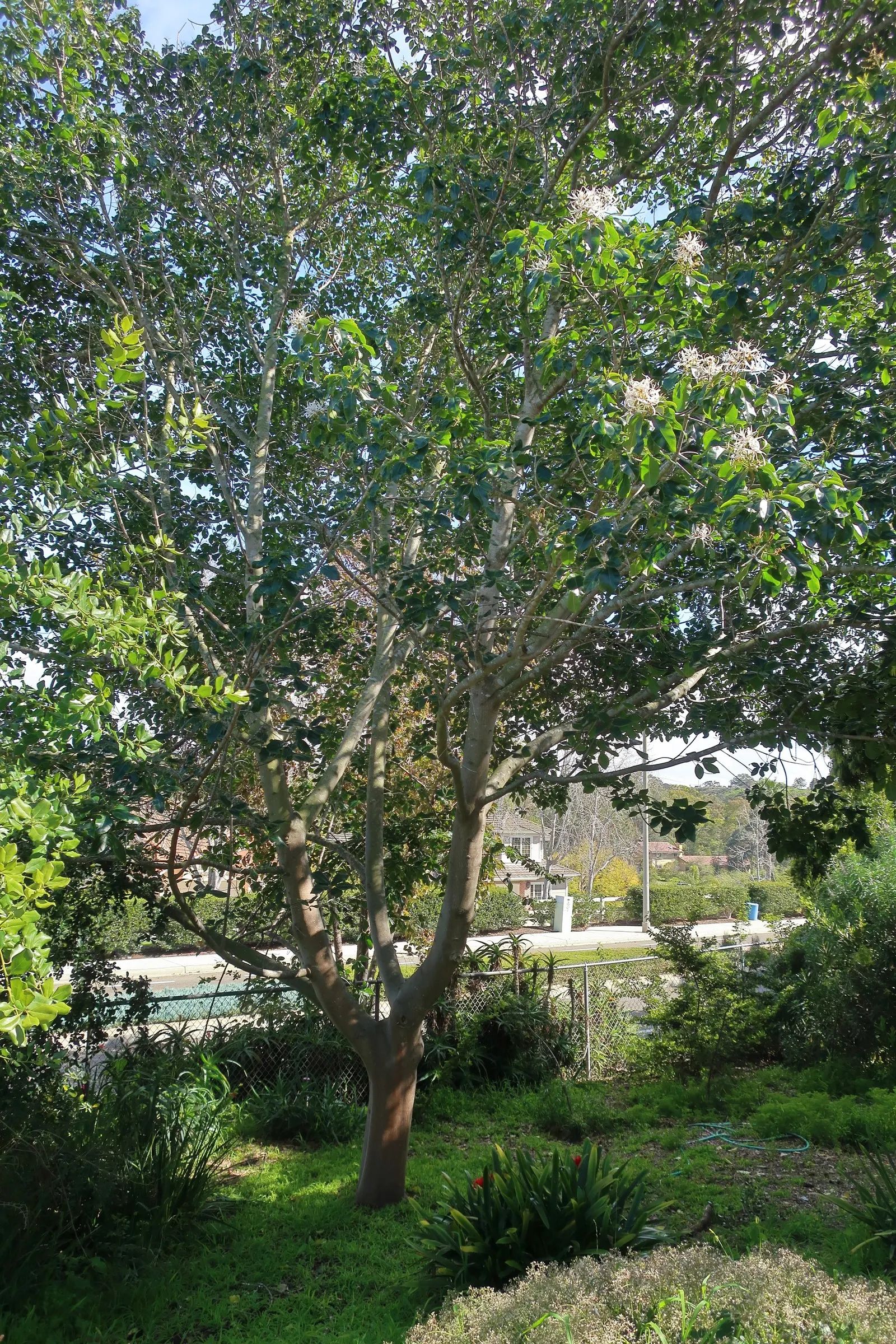 Cape Chestnut (Calodendrum Capense) — A low-maintenance option, it is generally resistant to pests and diseases