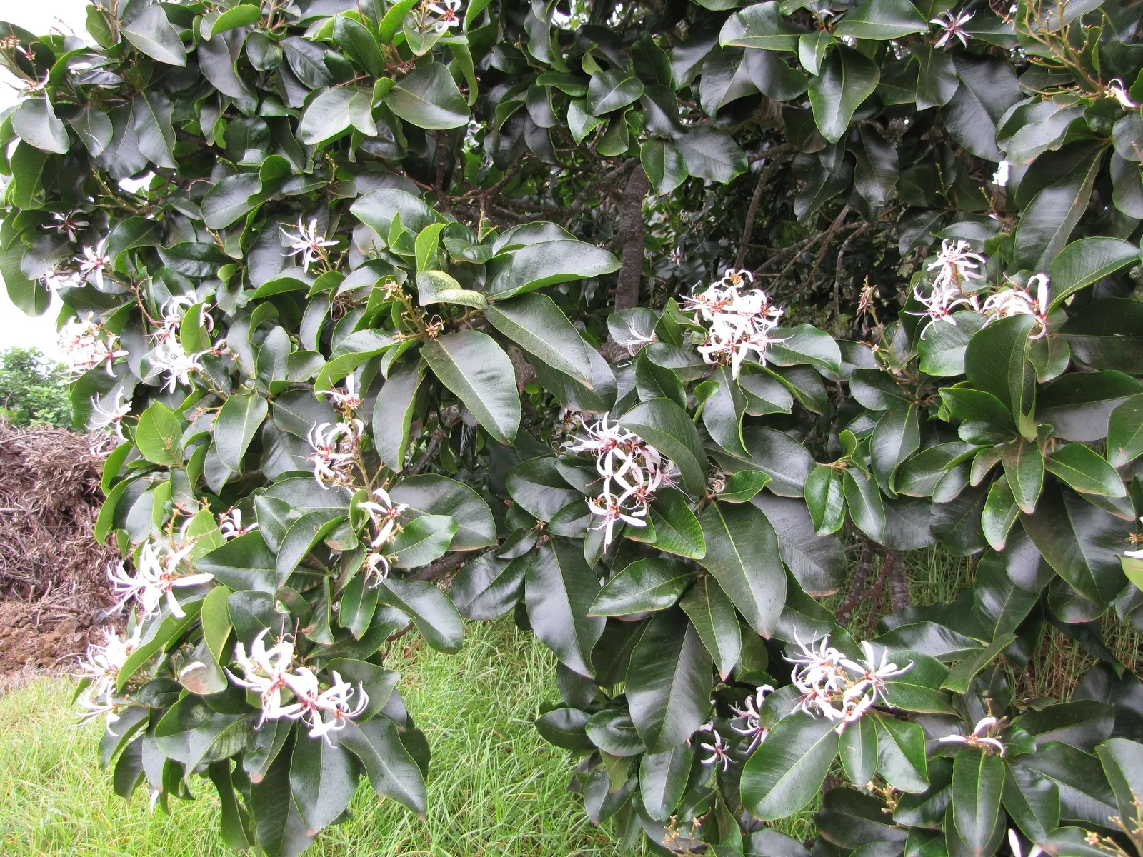Cape Chestnut (Calodendrum Capense) — the Cape Chestnut thrives in USDA Hardiness Zones 9 to 11; attract a variety of pollinators