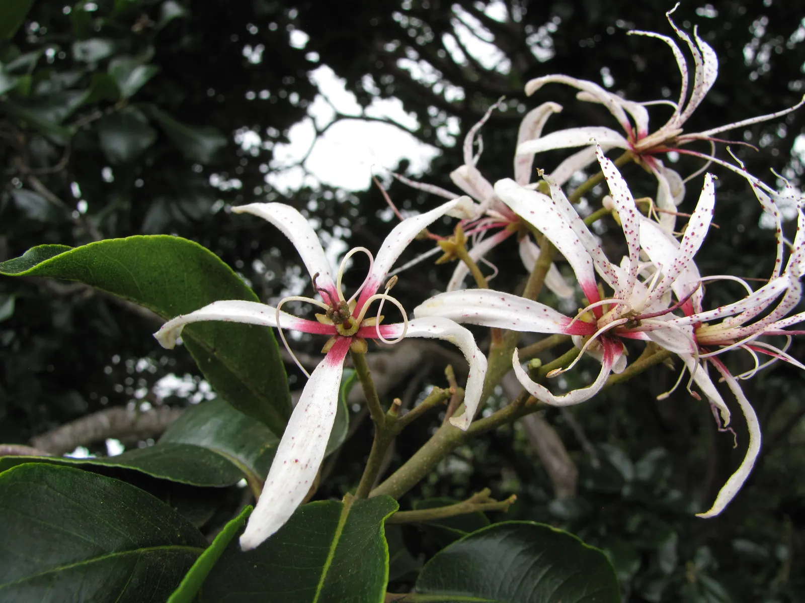 Cape Chestnut (Calodendrum Capense) — It typically reaches a height of 20 to 25 feet but can soar up to 50 feet under ideal conditions