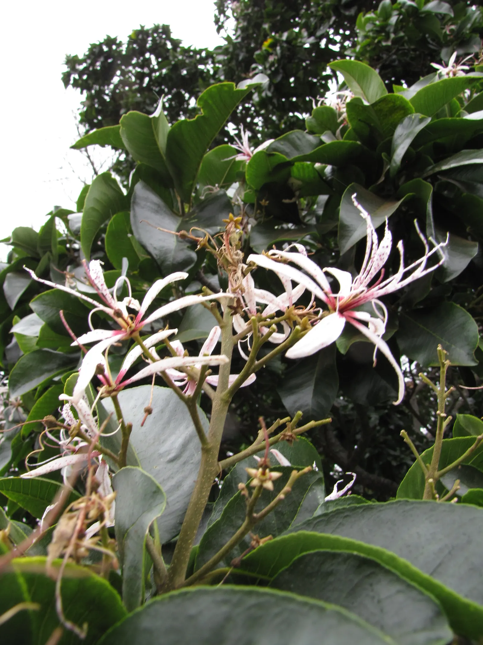 Cape Chestnut (Calodendrum Capense) — These magnificent blossoms; the spread is often equal to its height