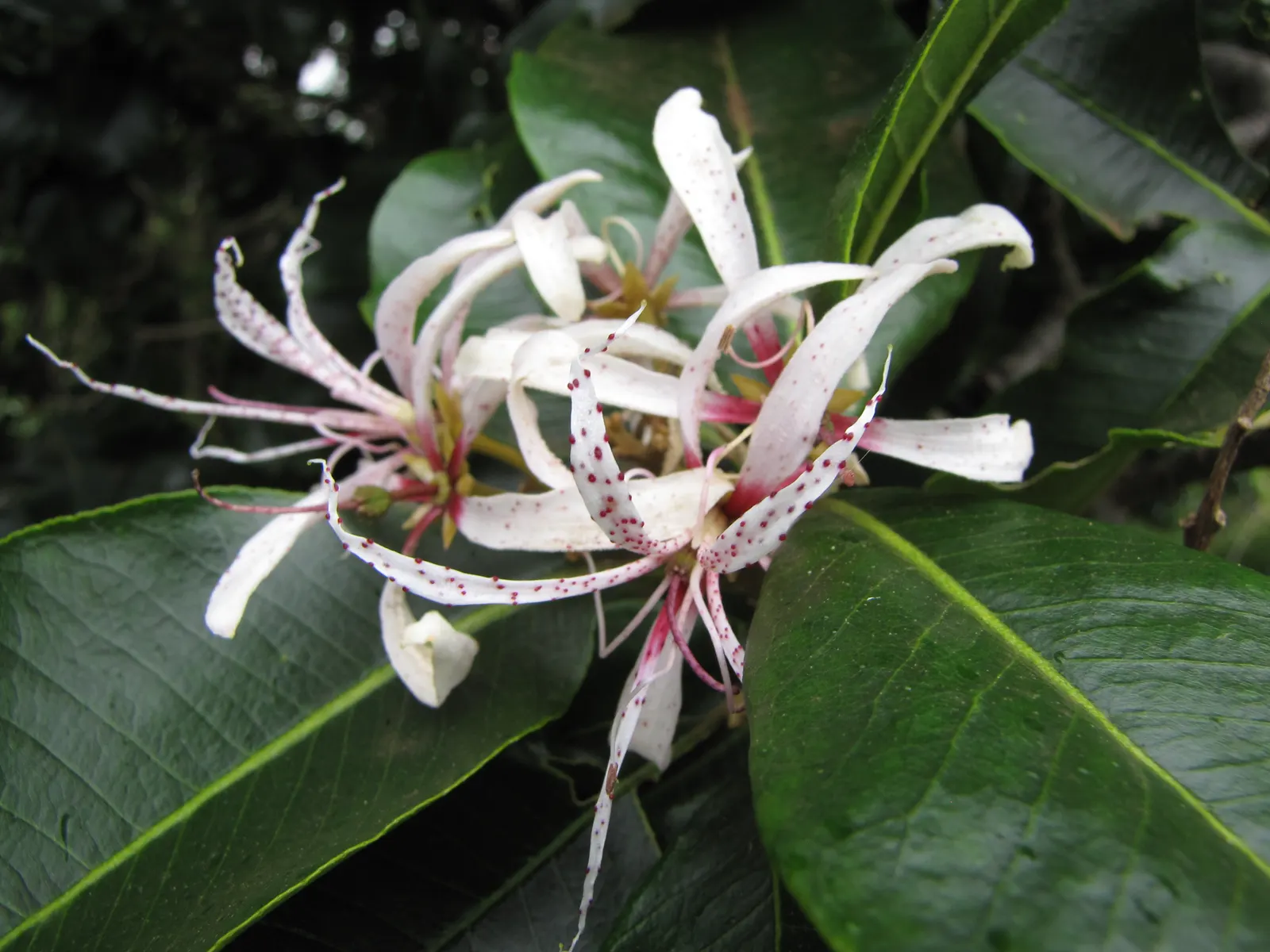 Cape Chestnut (Calodendrum Capense) — These magnificent blossoms