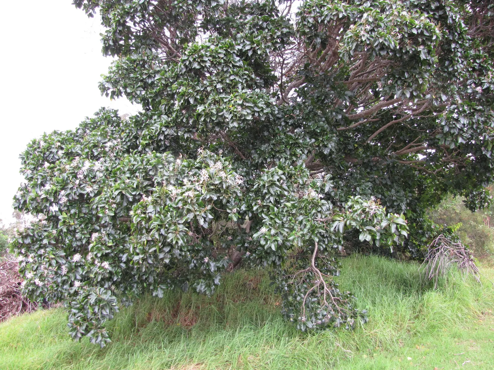 Cape Chestnut (Calodendrum Capense) — The wood of this noble tree is also notably dense and termite-resistant, adding to its value; tree with pink blooms