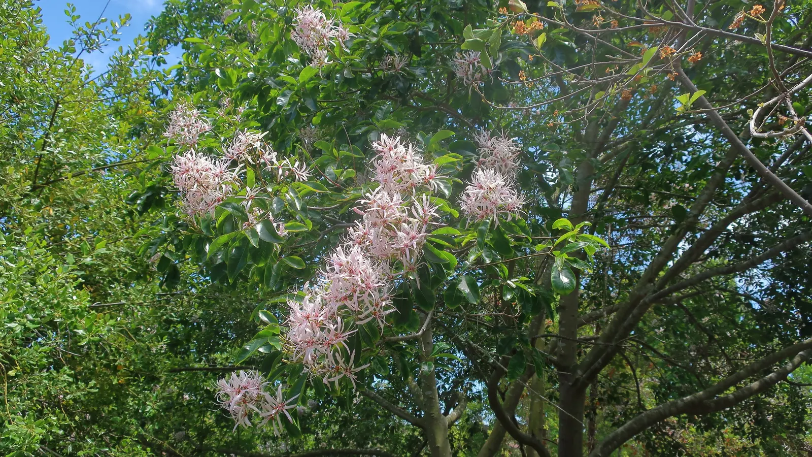 Cape Chestnut (Calodendrum Capense) — adding a dynamic aspect to the garden
