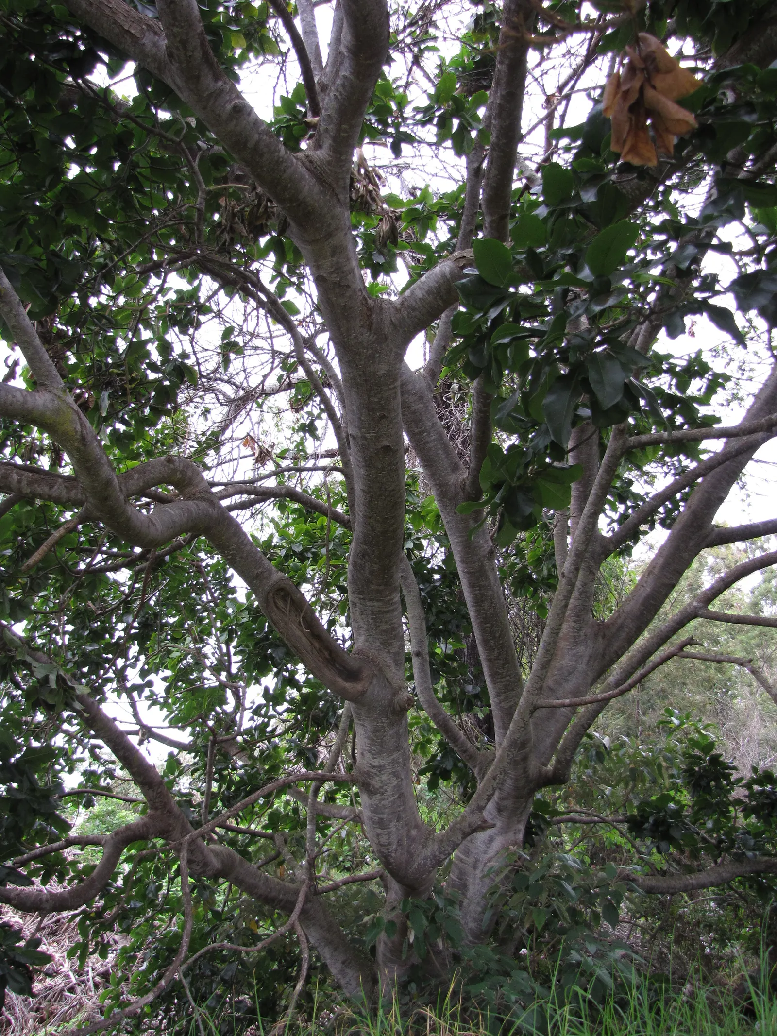 Cape Chestnut (Calodendrum Capense) — A low-maintenance option, it is generally resistant to pests and diseases; it blossoms best with consistent moisture